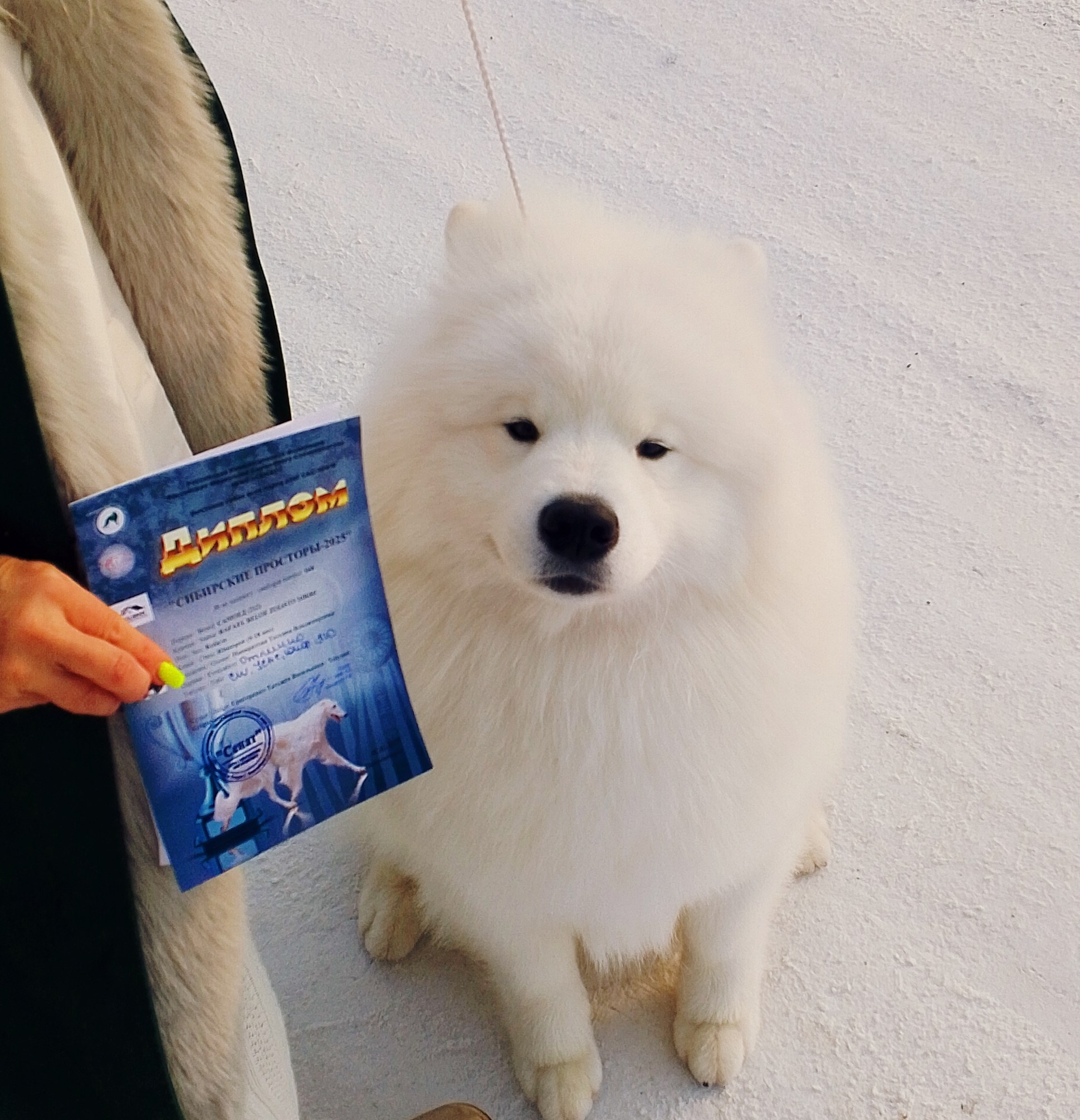 RAFAEL BELOE ZOLOTO SIBIRI. Самоед Новосибирск