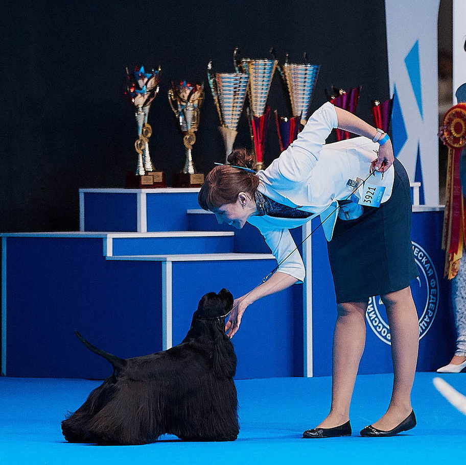 ФОТО ВЫСТАВКИ. ФОТОГРАФ-АНИМАЛИСТ l LANA POLYAKOVA