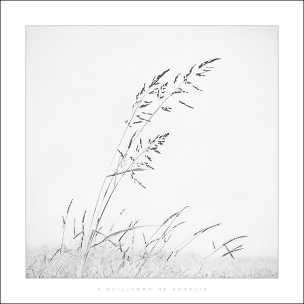 Гильермо Де Анджелис