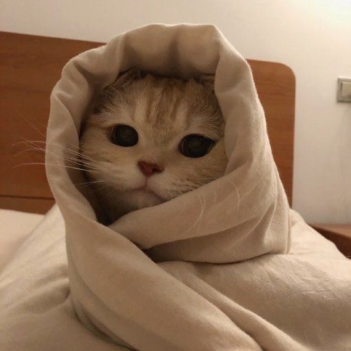 Милый котик в пледе