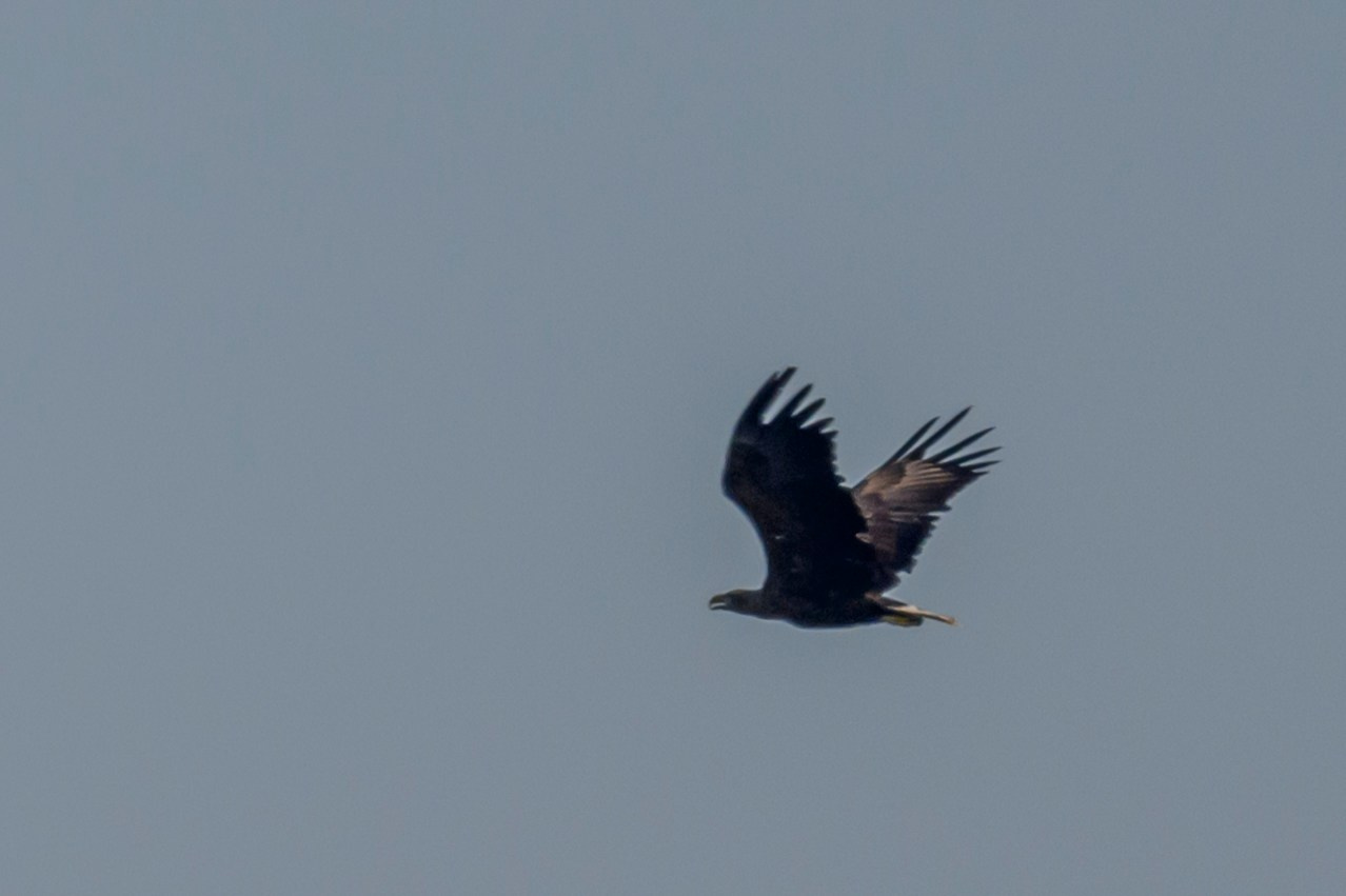 Бакланы и орлан-белохвост. Cormorants and white-tailed eagle. Фотограф Сергей Пупонин