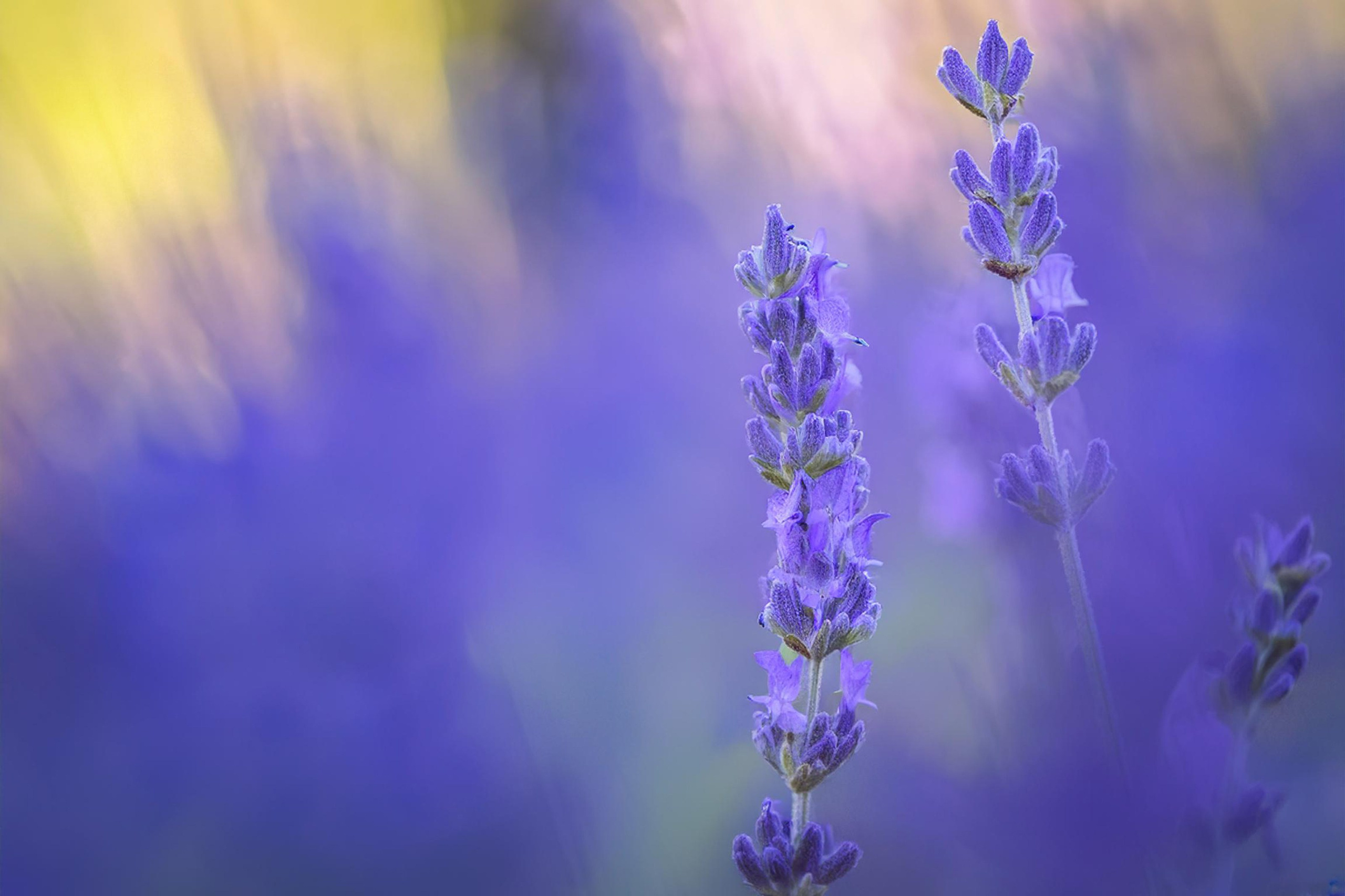 Как сделать фото цветов более креативными: советы и идеи. Сафронов Иван — портретный фотограф в Москве