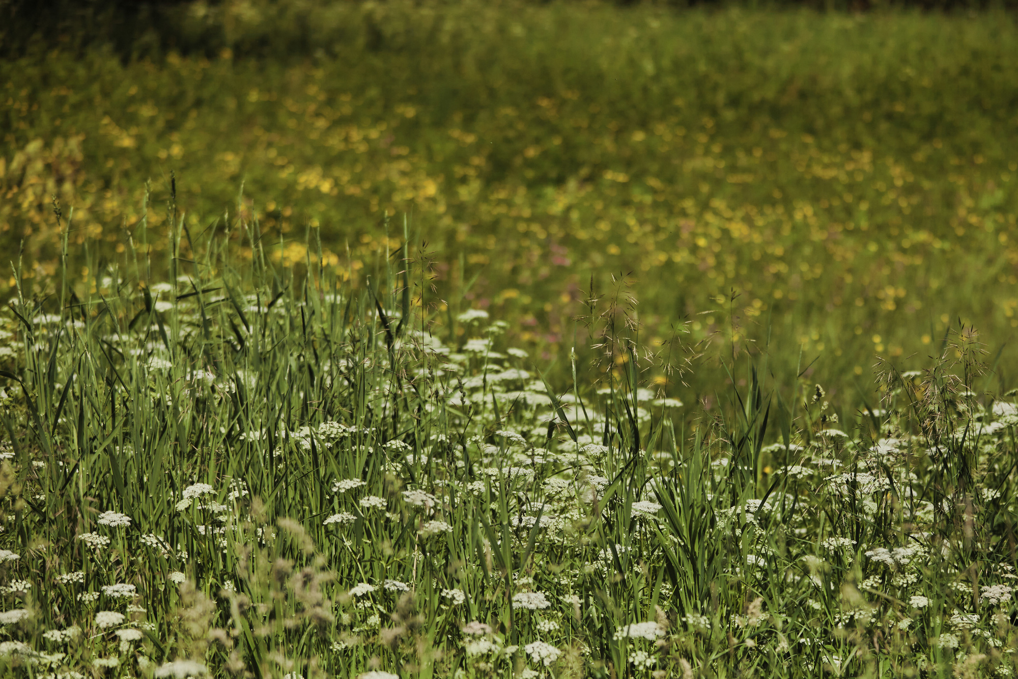 Портретная съёмка СИНИОКО в Павловске с Надеждой из ARLETTE MANAGEMENT. Одежда из Санкт-Петербурга СИНИОКО