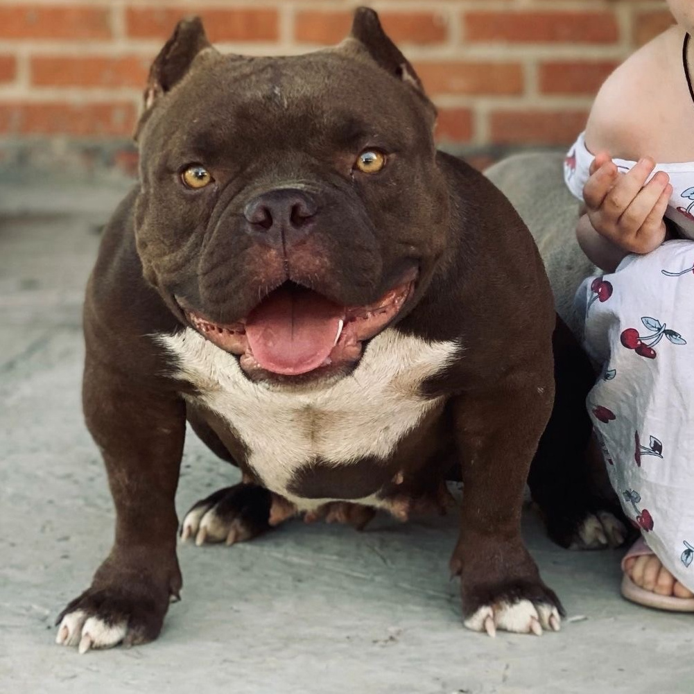 THE POWER OF SIBERIA ASYA. Американский Булли в г. Ростов-на-Дону. Питомник THE POWER OF SIBERIA