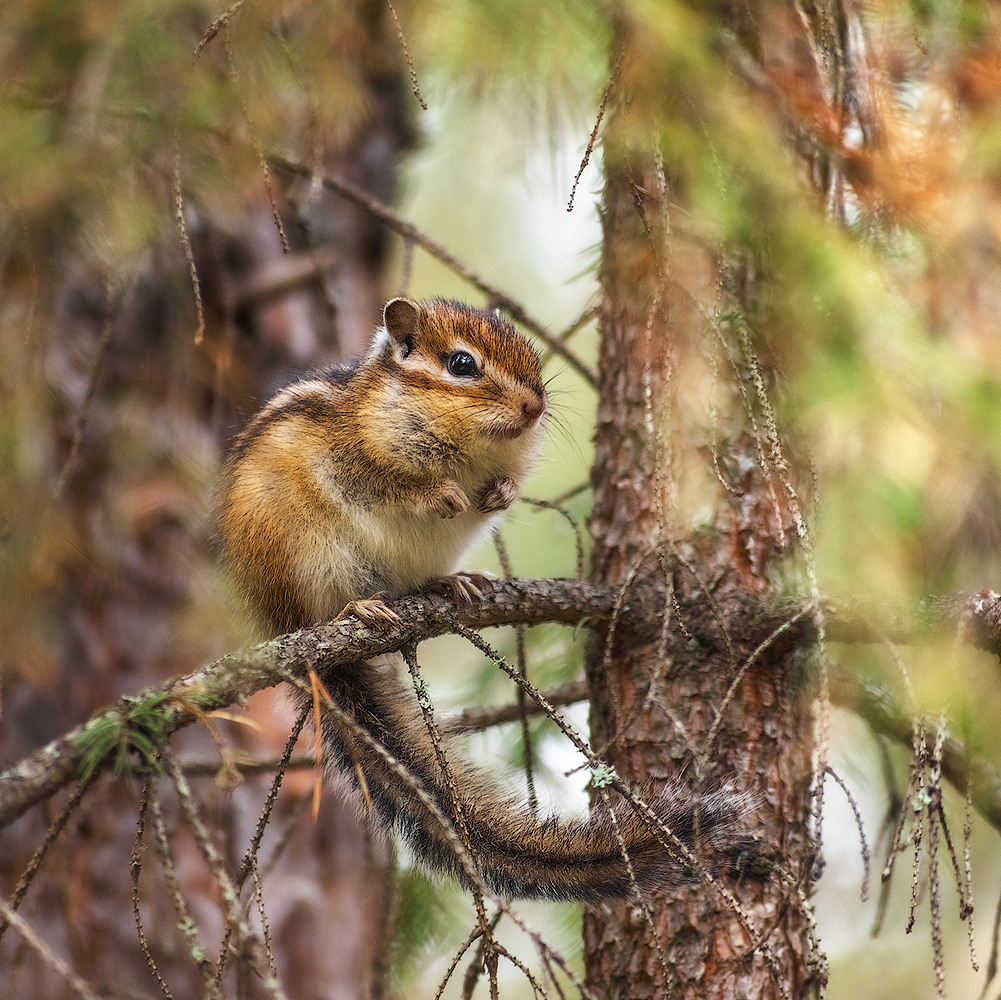 Профессиональный пейзажный и рекламный фотограф Чаланов Иван