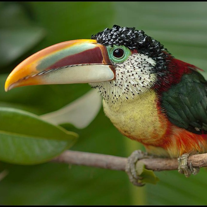 Мир попугаев — тропические птицы в зоопарке «Лесная Братва» Екатеринбург. Зоопарк уникальных животных Лесная братва