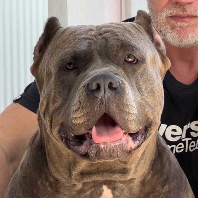 Американские булли XL в г. Калининград. Питомник Great Bully UNIVERSE
