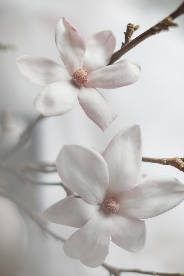 Сommercial. Olga Modjaro