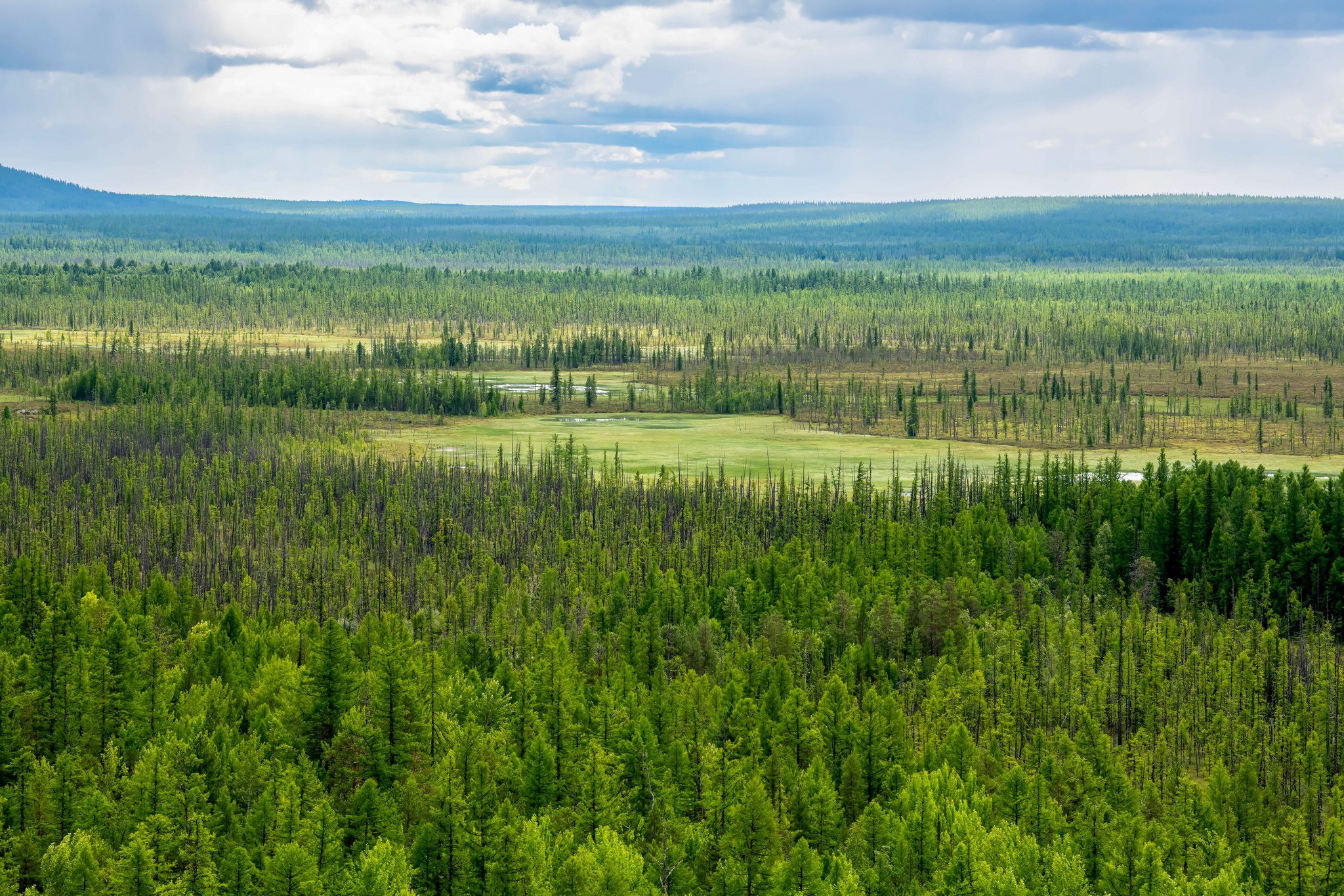 Картинки тайги