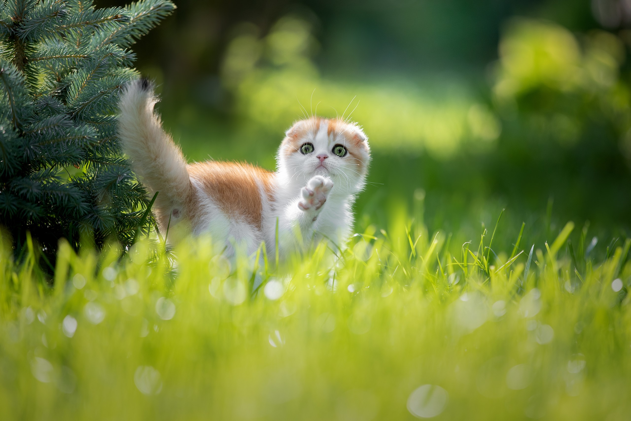Котенок В Траве Фото