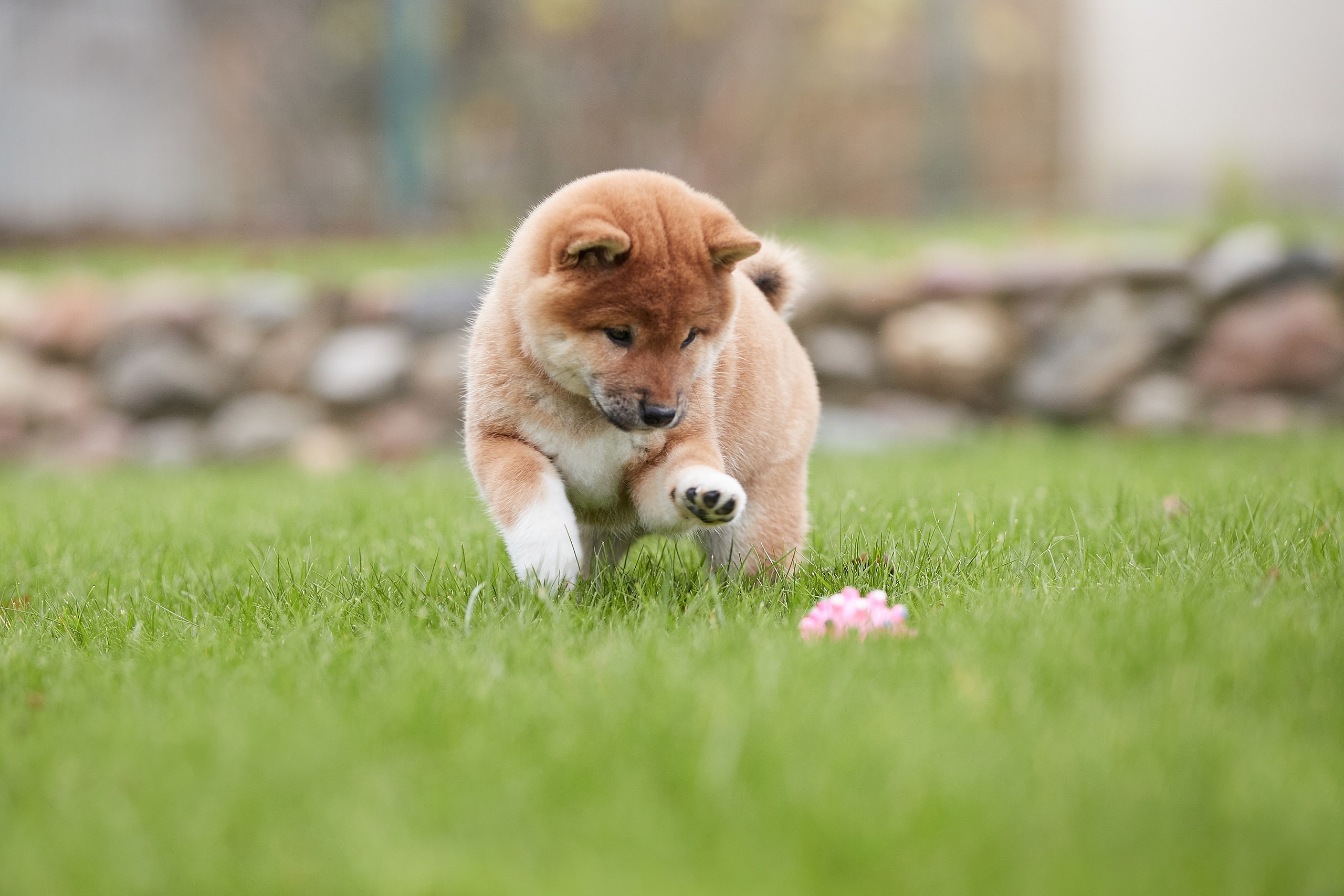 SHIOMARU Shiba and Akita Inu Kennel