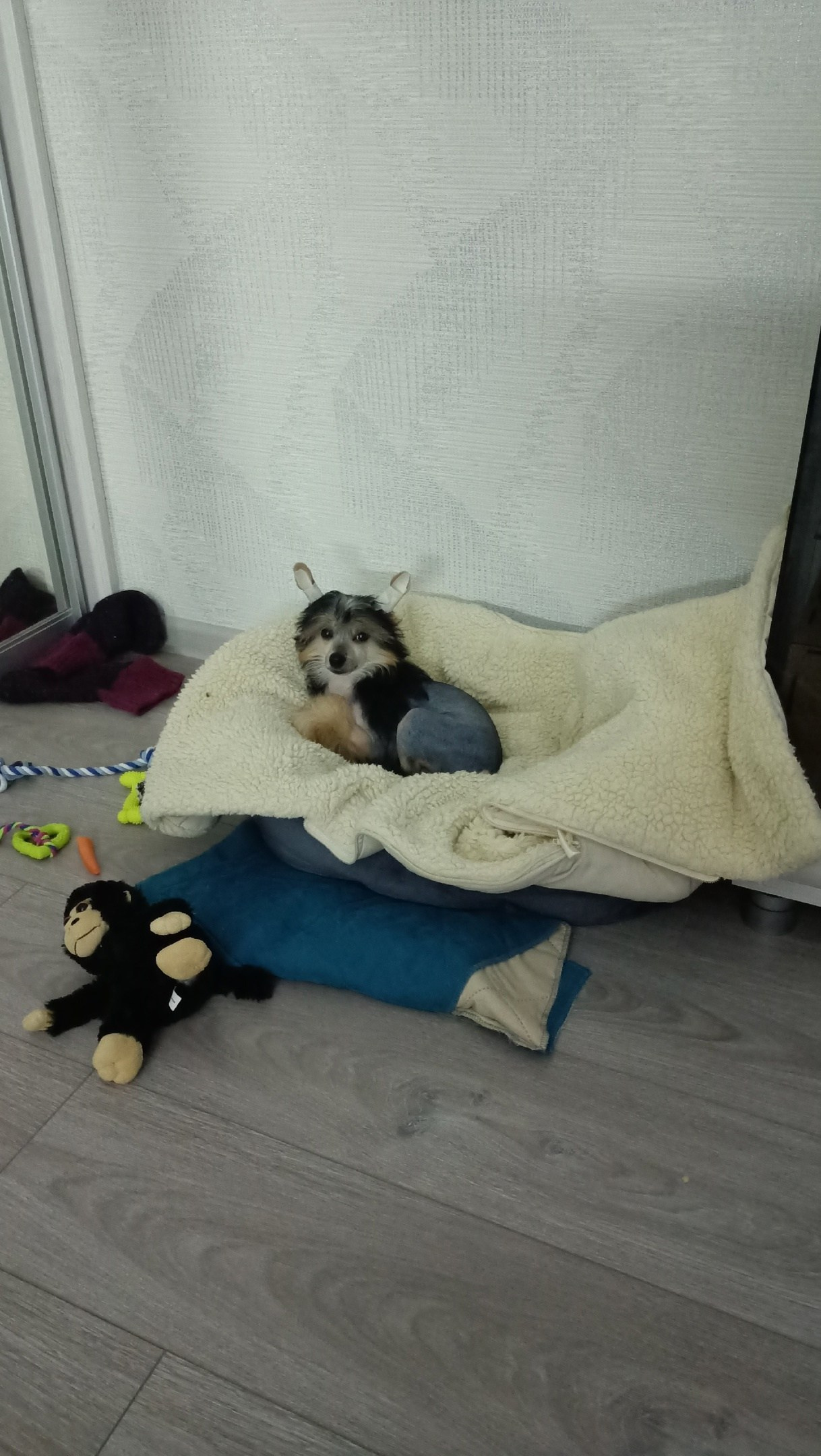 Fedor (Laisan Island Franklin) — New Home!. Chinese Crested Dog: Buy a Puppy from a Kennel