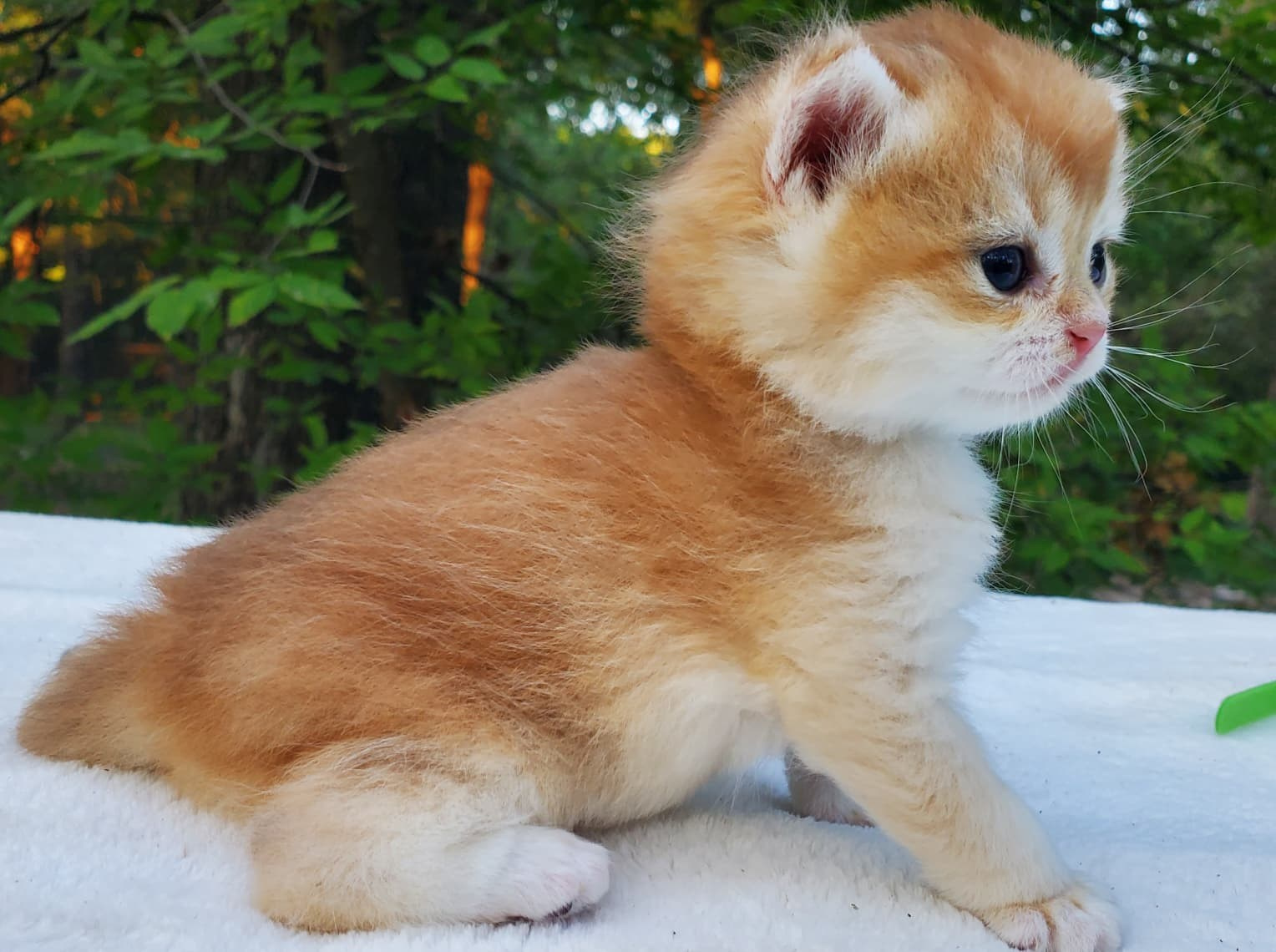 British shorhair Cats