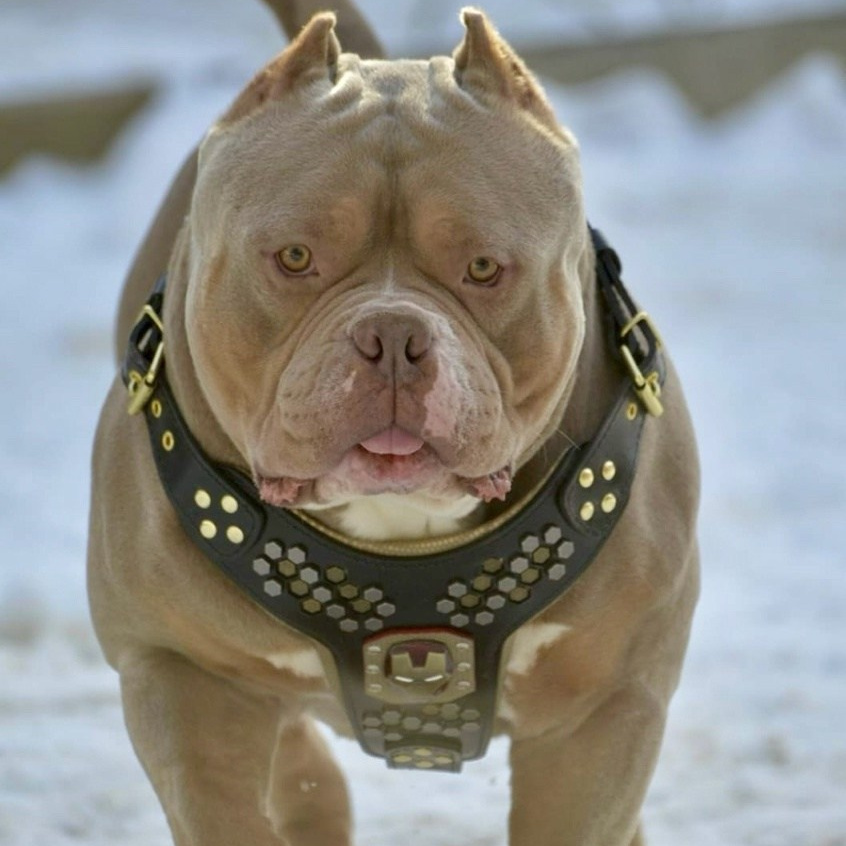 кобель на вязку American Bully в Самаре