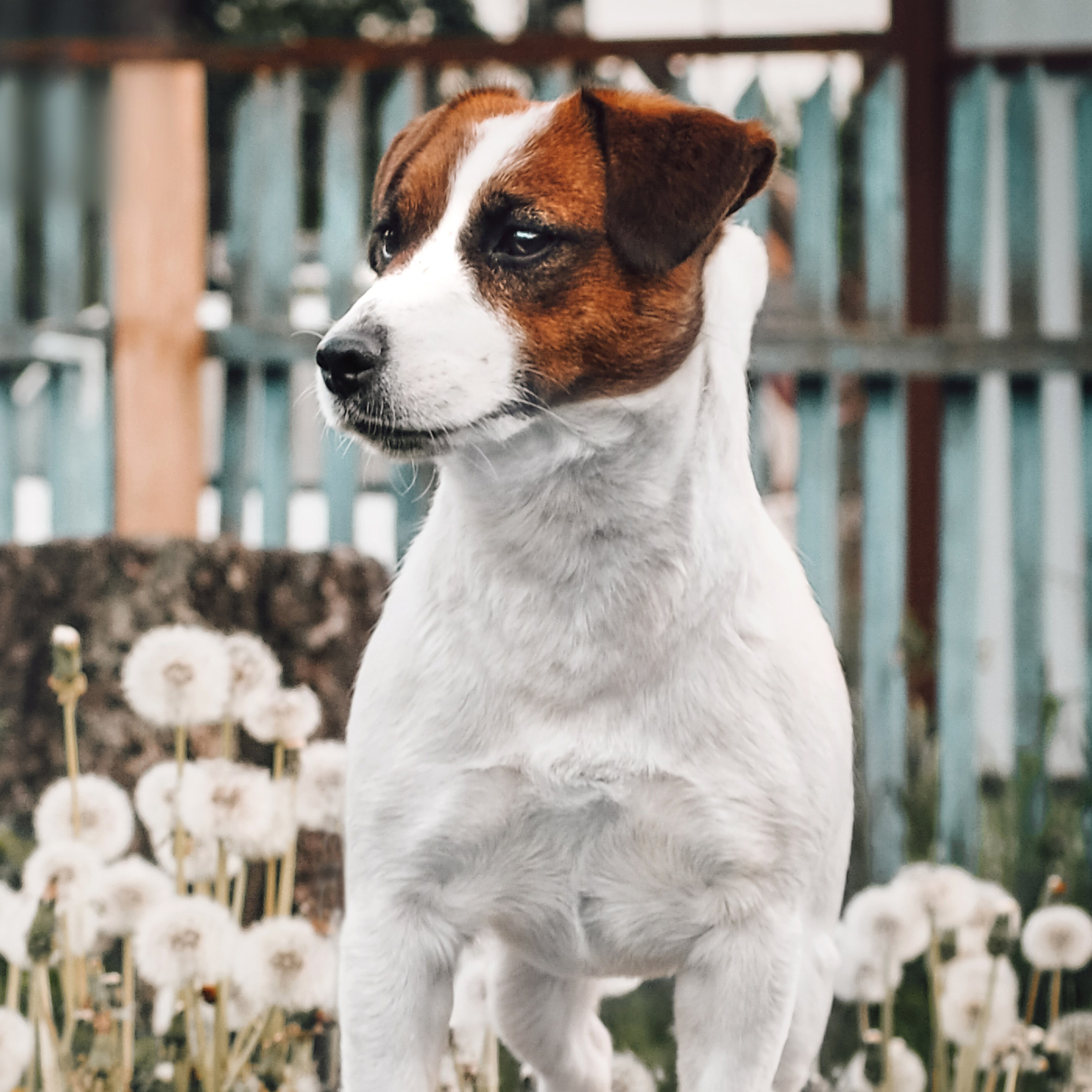 Порода охотничьих собак, выведенная в Великобритании для охоты на лисиц и получившая дальнейшее развитие в Австралии.