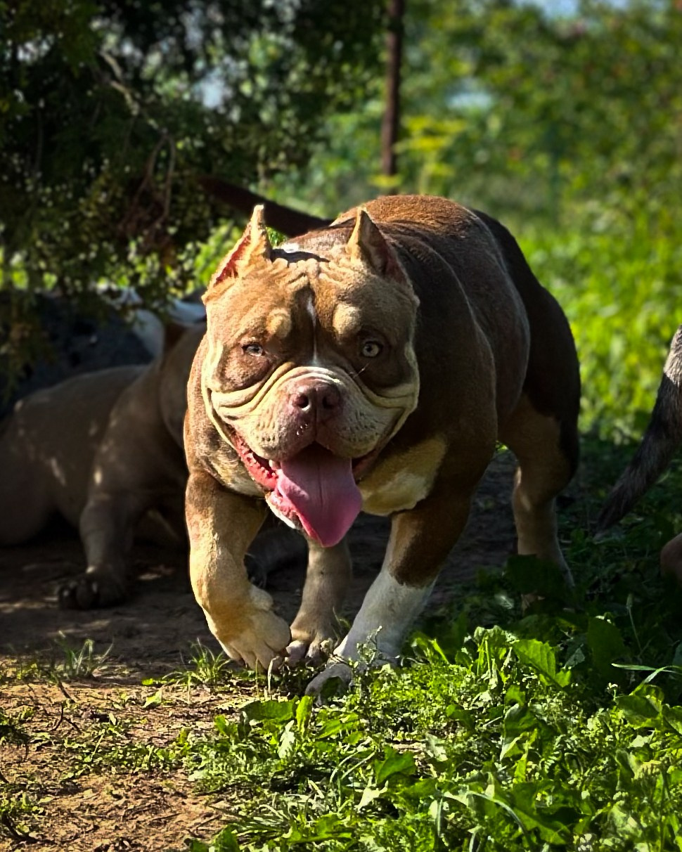 Суки. Питомник американских булли Bounty Pride Bully