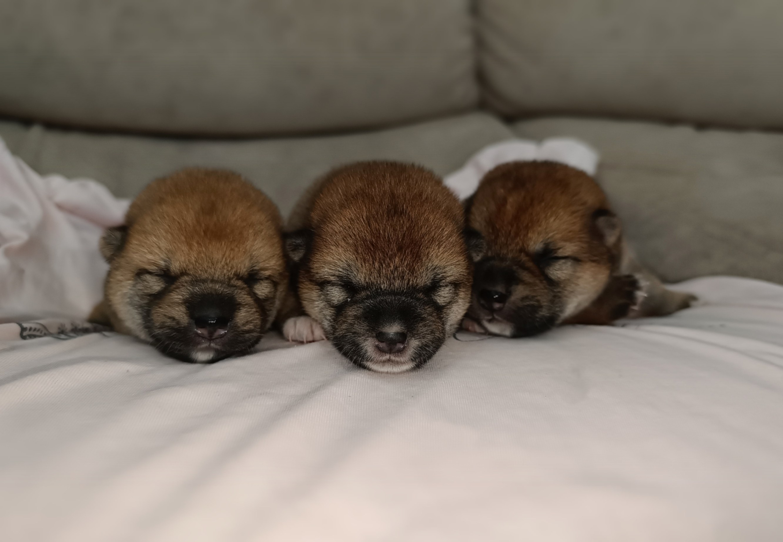 ПОМЕТЫ Сиба. AMERICAN AKITA RUBYLIGHT KENNEL I SHIBA-INU