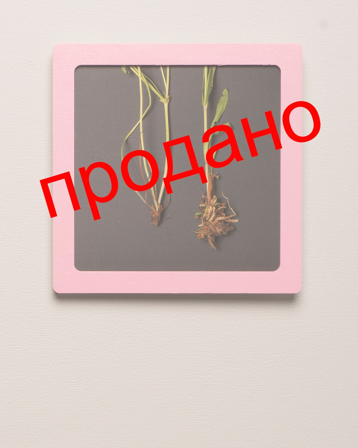 Работы приобрести. Фотохудожник АРТ-фотограф Ира Будниченко Москва