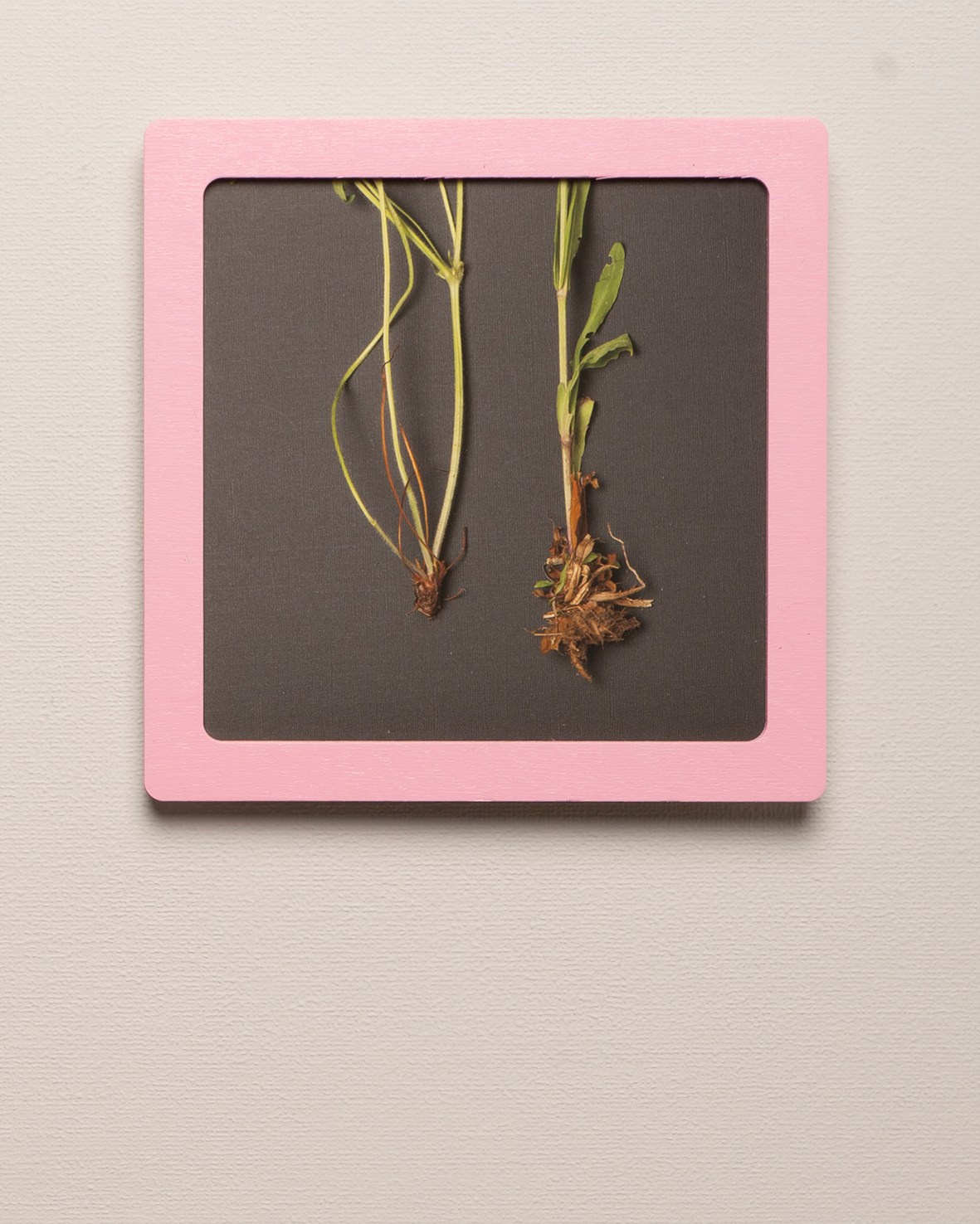 Работы приобрести. Фотохудожник АРТ-фотограф Ира Будниченко Москва