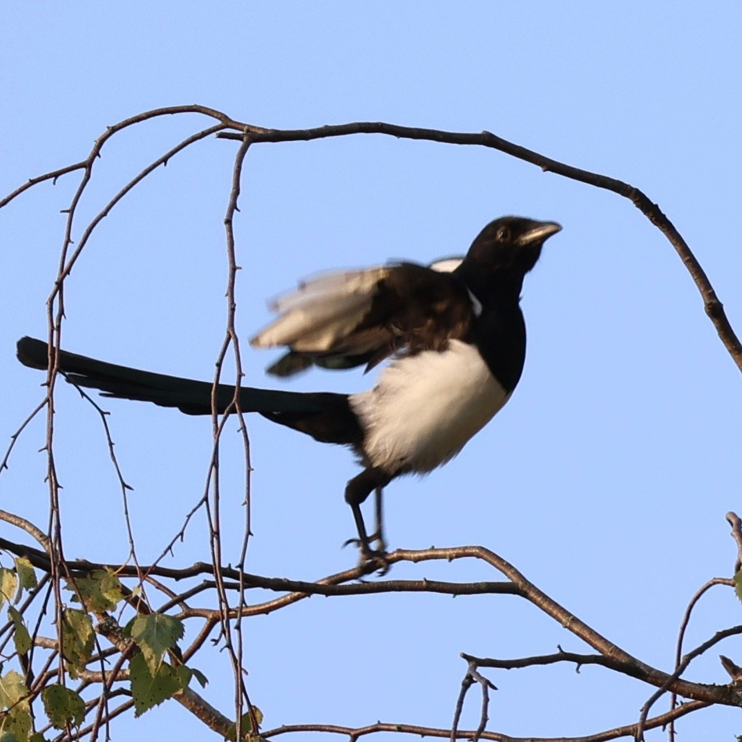 Утренний лес