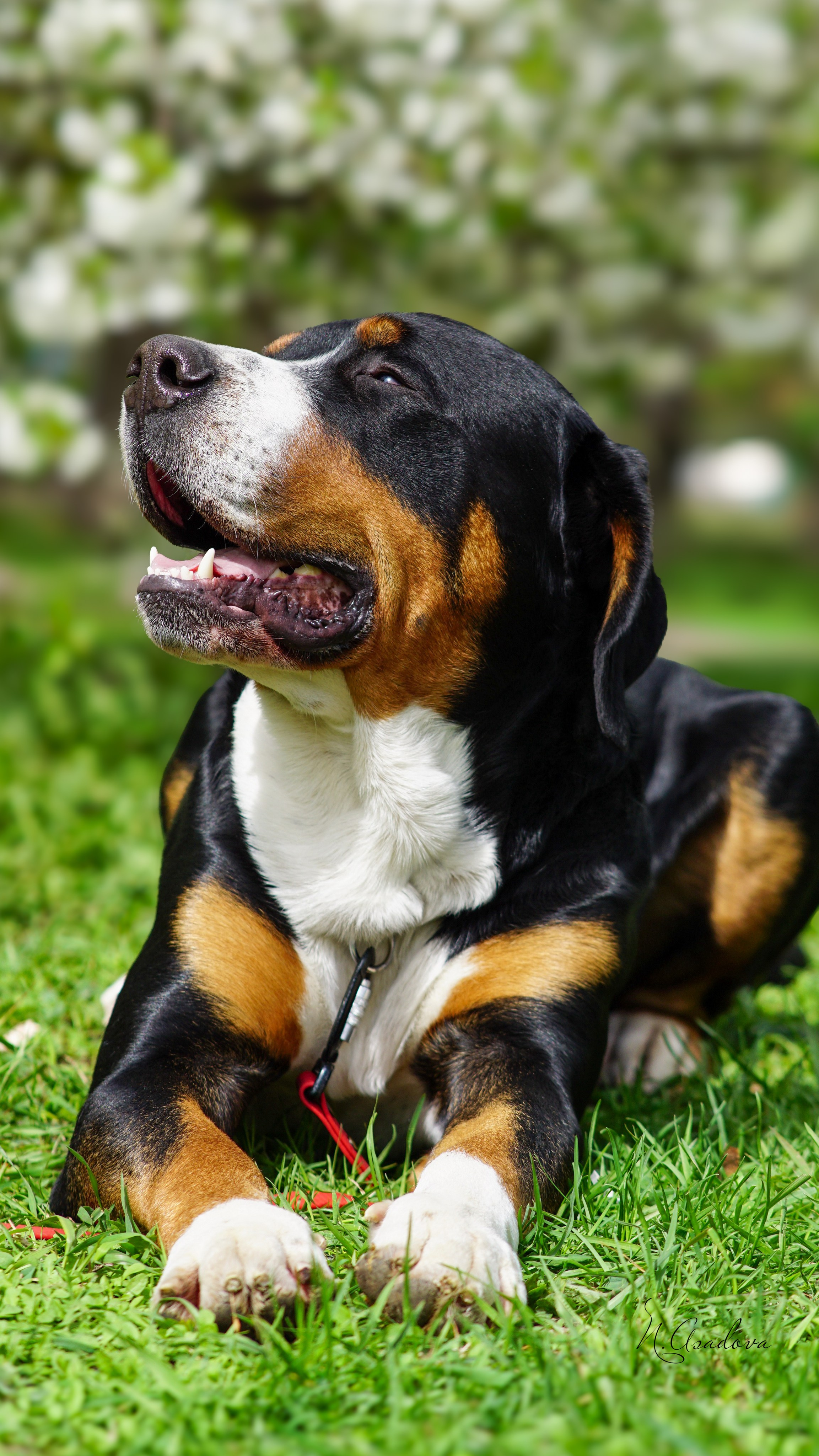 Услуги. Фотограф-анималист Асадова