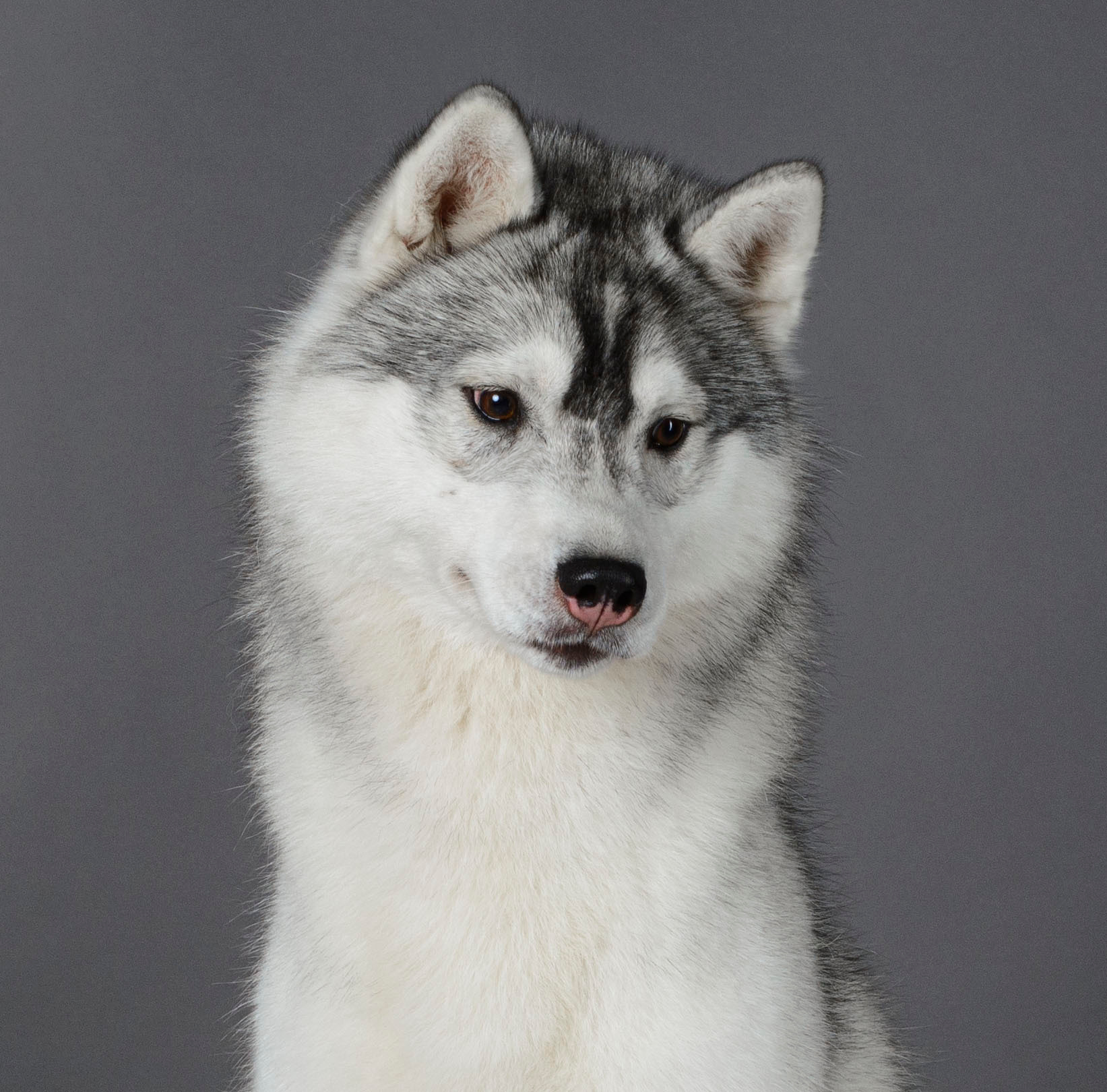 Ice Fantasy Lime Lollipop (Лёлик). Ice Fantasy kennel: professional breeding of Siberian huskies and wels