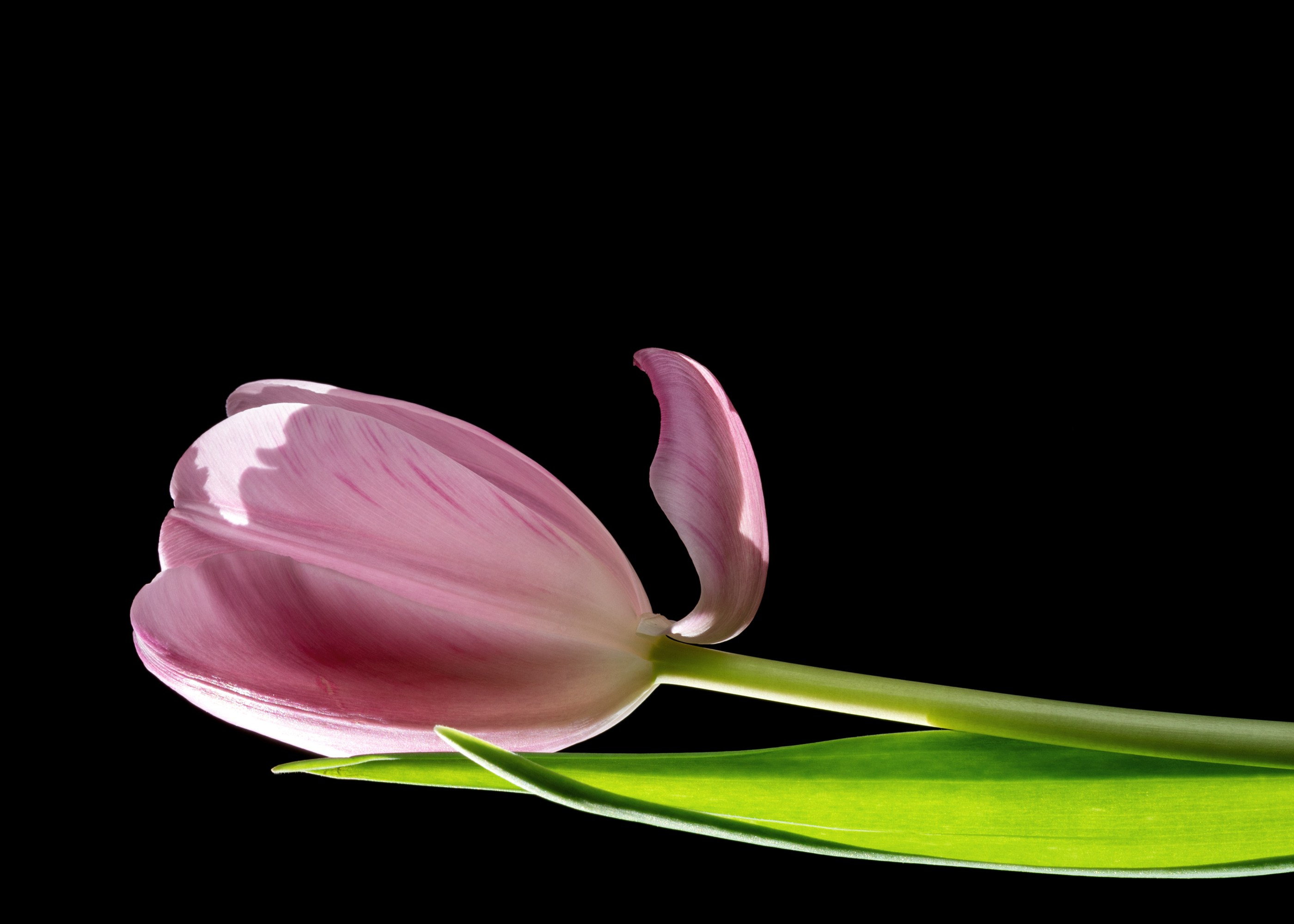 Floral Portraits. Author’s fine art prints with international delivery