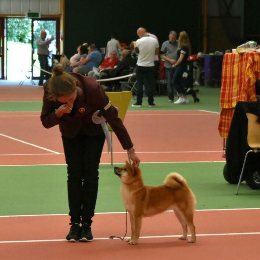 GRADUATES OF THE KENNEL. SHIOMARU Shiba and Akita Inu Kennel