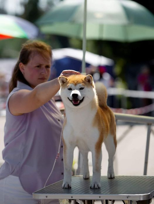 2021. SHIOMARU Shiba and Akita Inu Kennel