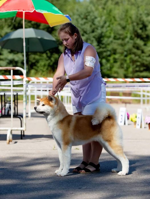 2021. SHIOMARU Shiba and Akita Inu Kennel