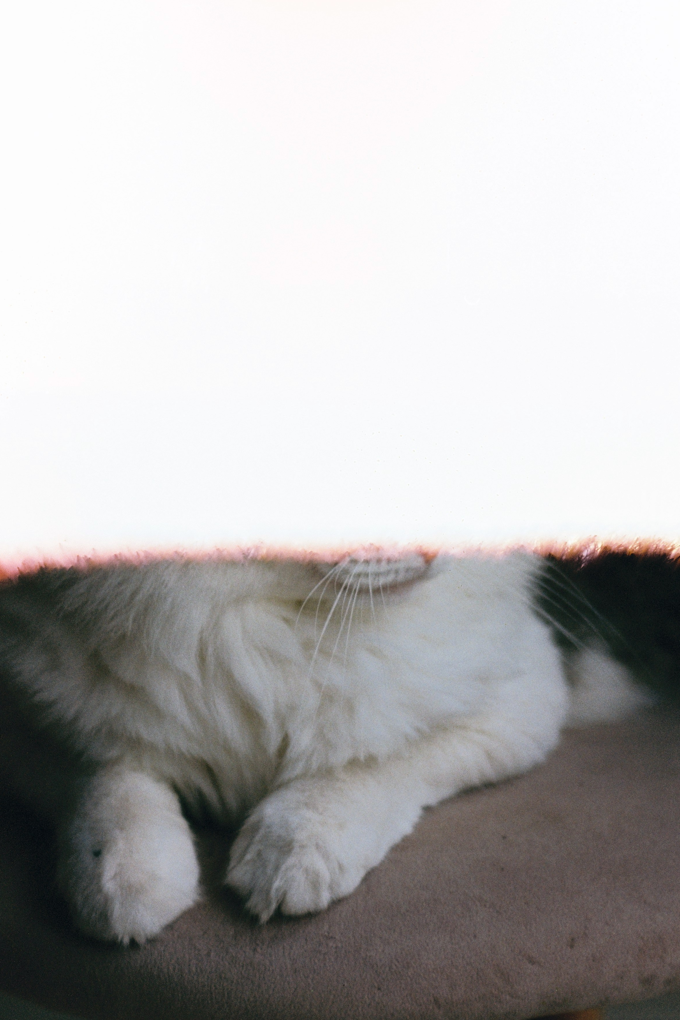 Первые пленочные кадры. Фаниса Портретный фотограф в Тюмени