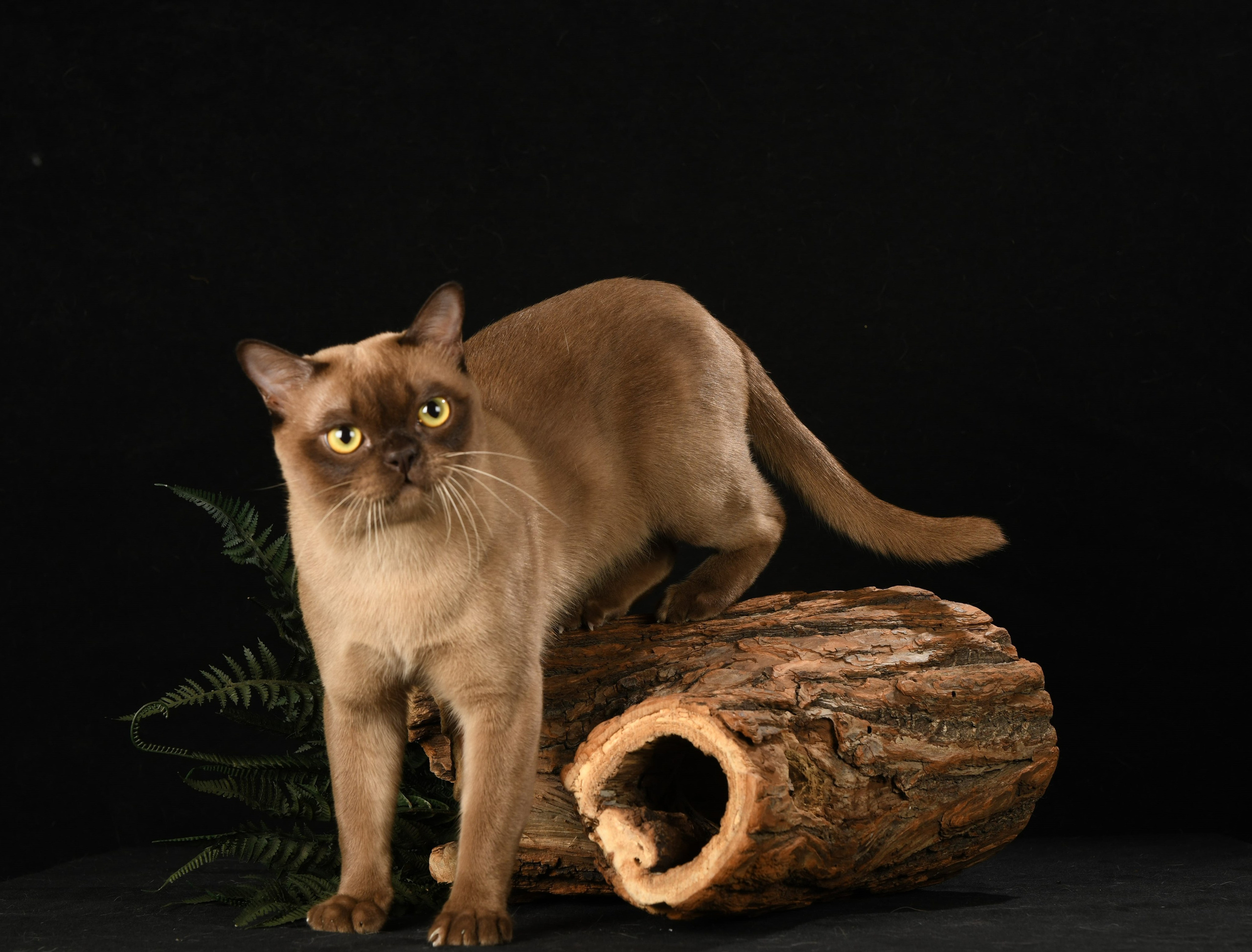 Котёнок американской бурмы. Las Burmas — питомник американской бурмы традиционных линий