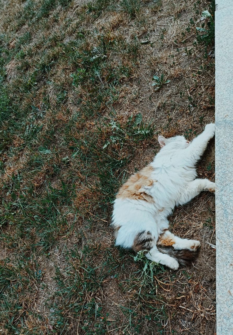 Фотопрактика. Фотограф Блинова Арина | Санк-Петербург