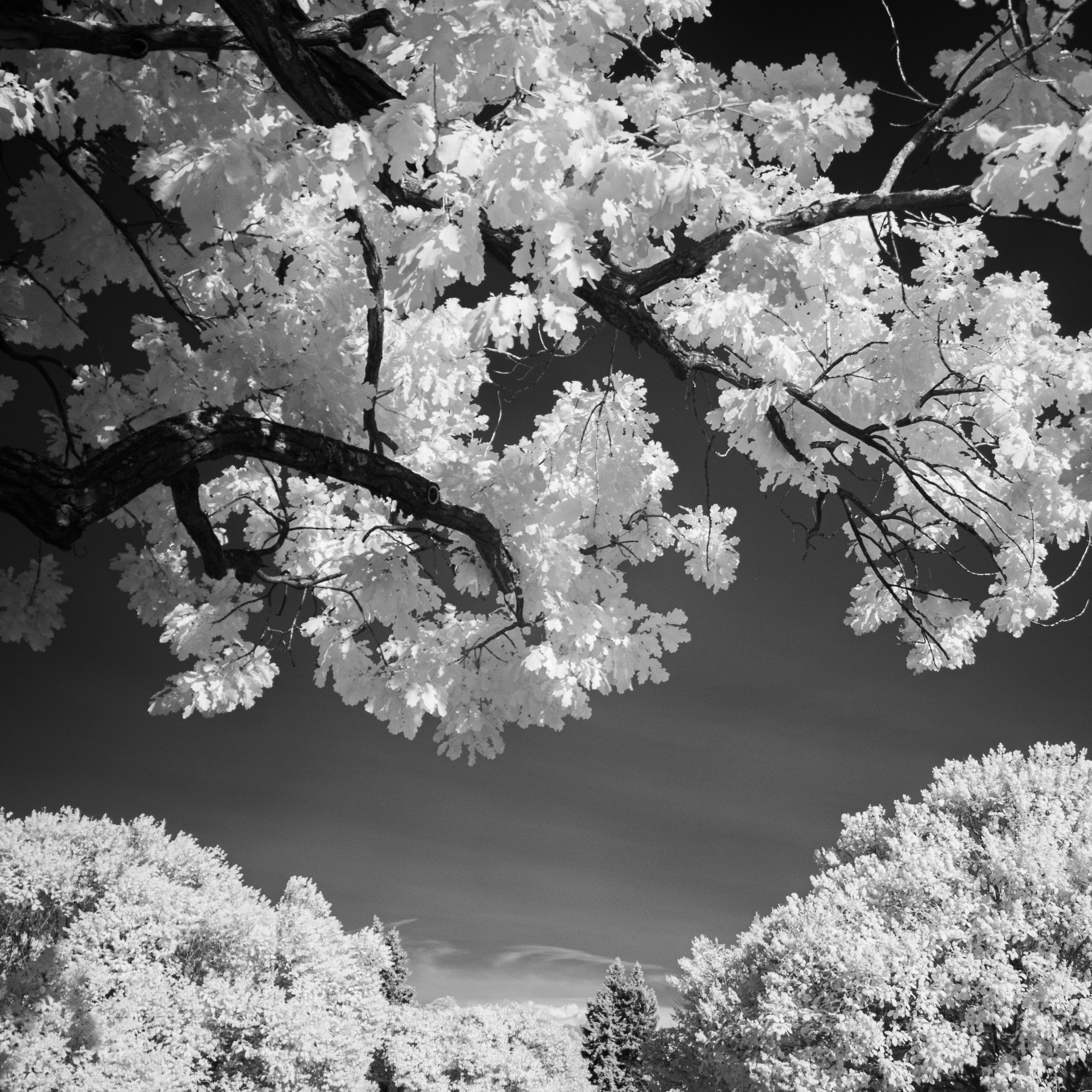 Инфракрасная модификация. AThumbnails