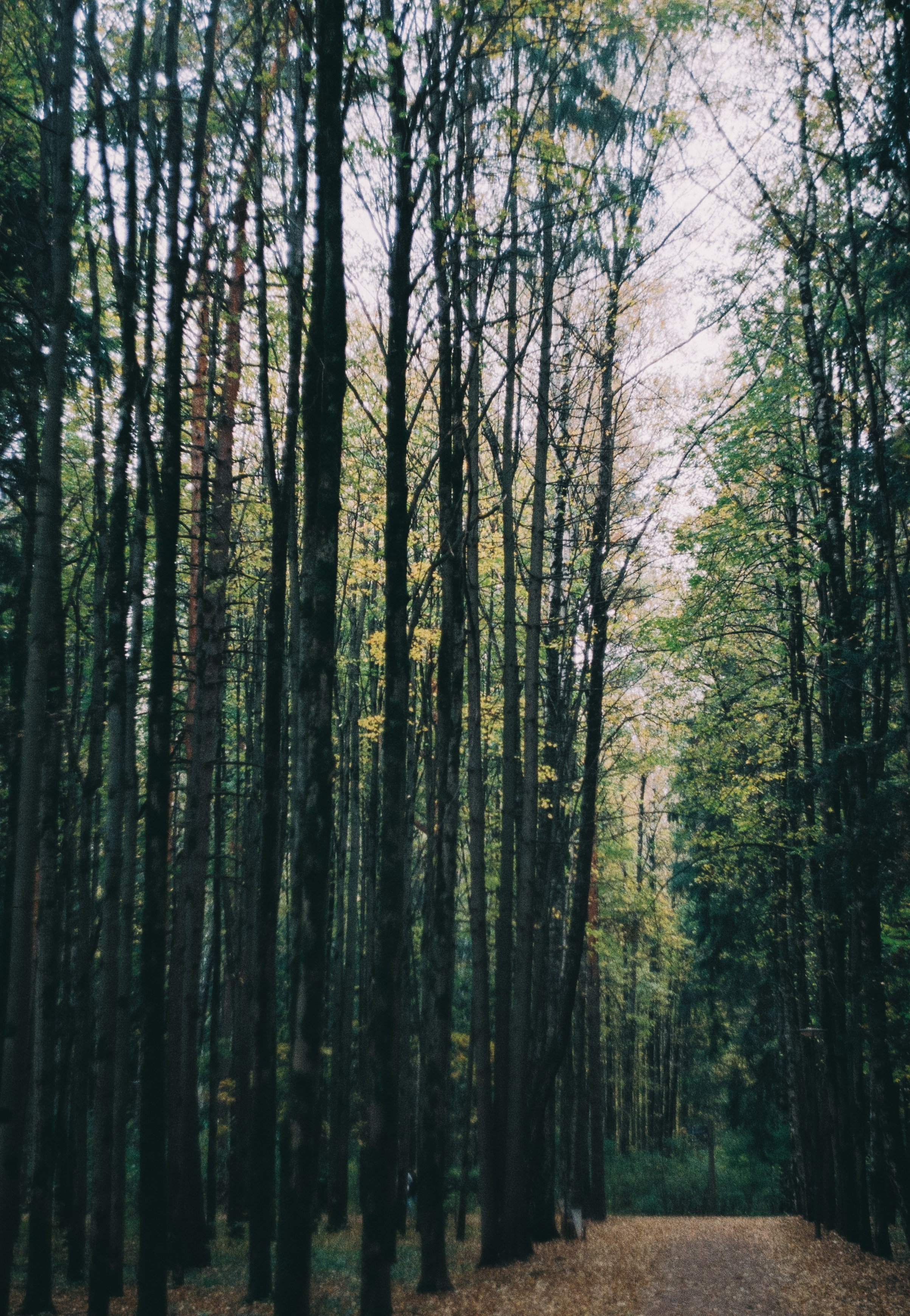 Первые кадры на пленку. Фотограф из Москвы — DASHA NOVA | Авторская фотография в разных жанрах