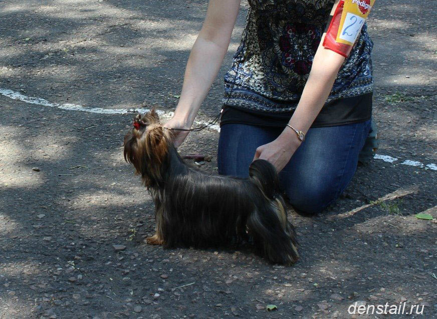2014 г Результаты выставок. Питомник Йоркширских терьеров Дэнстайл в Санкт-Петербурге заводчик Тих