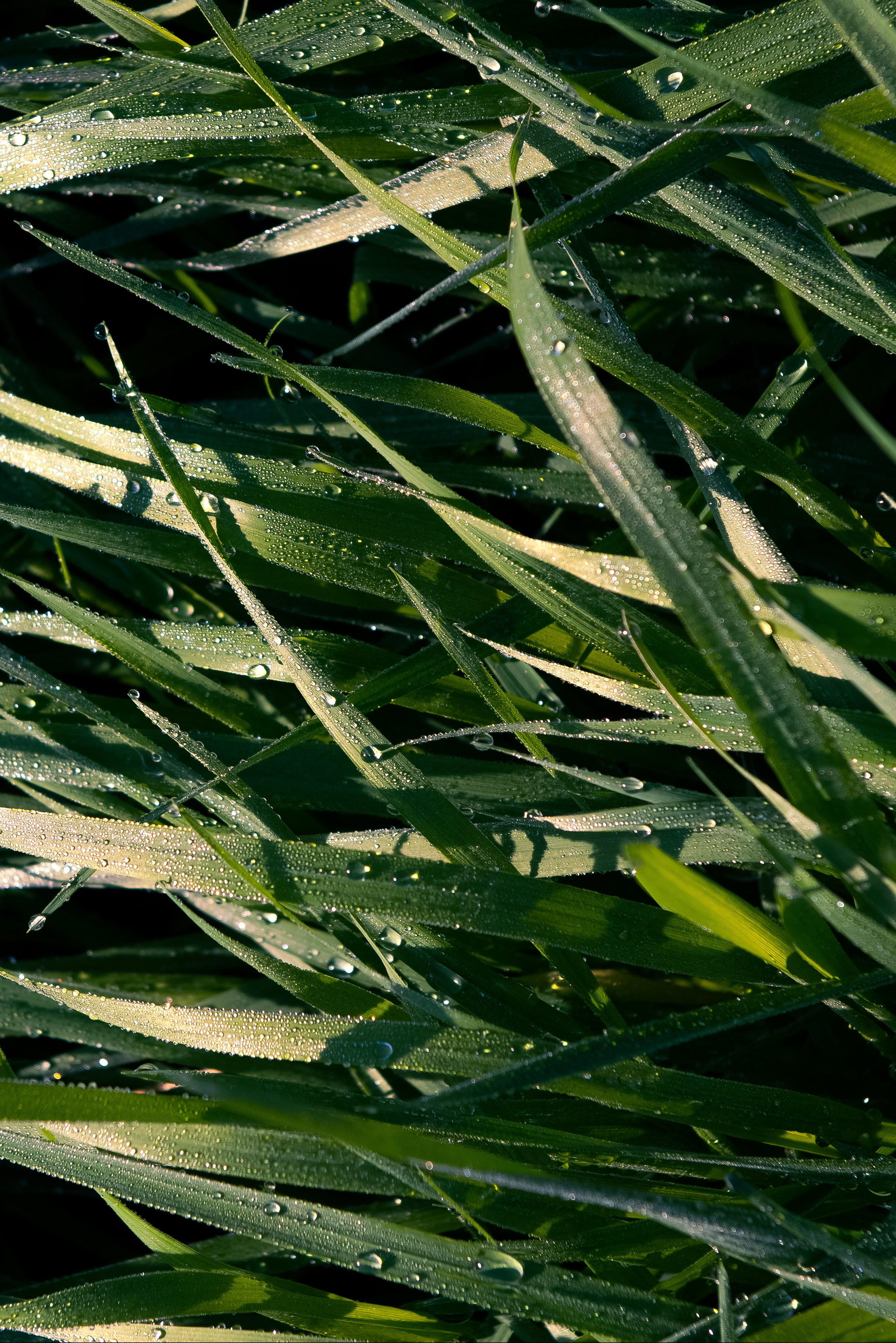 роса на траве