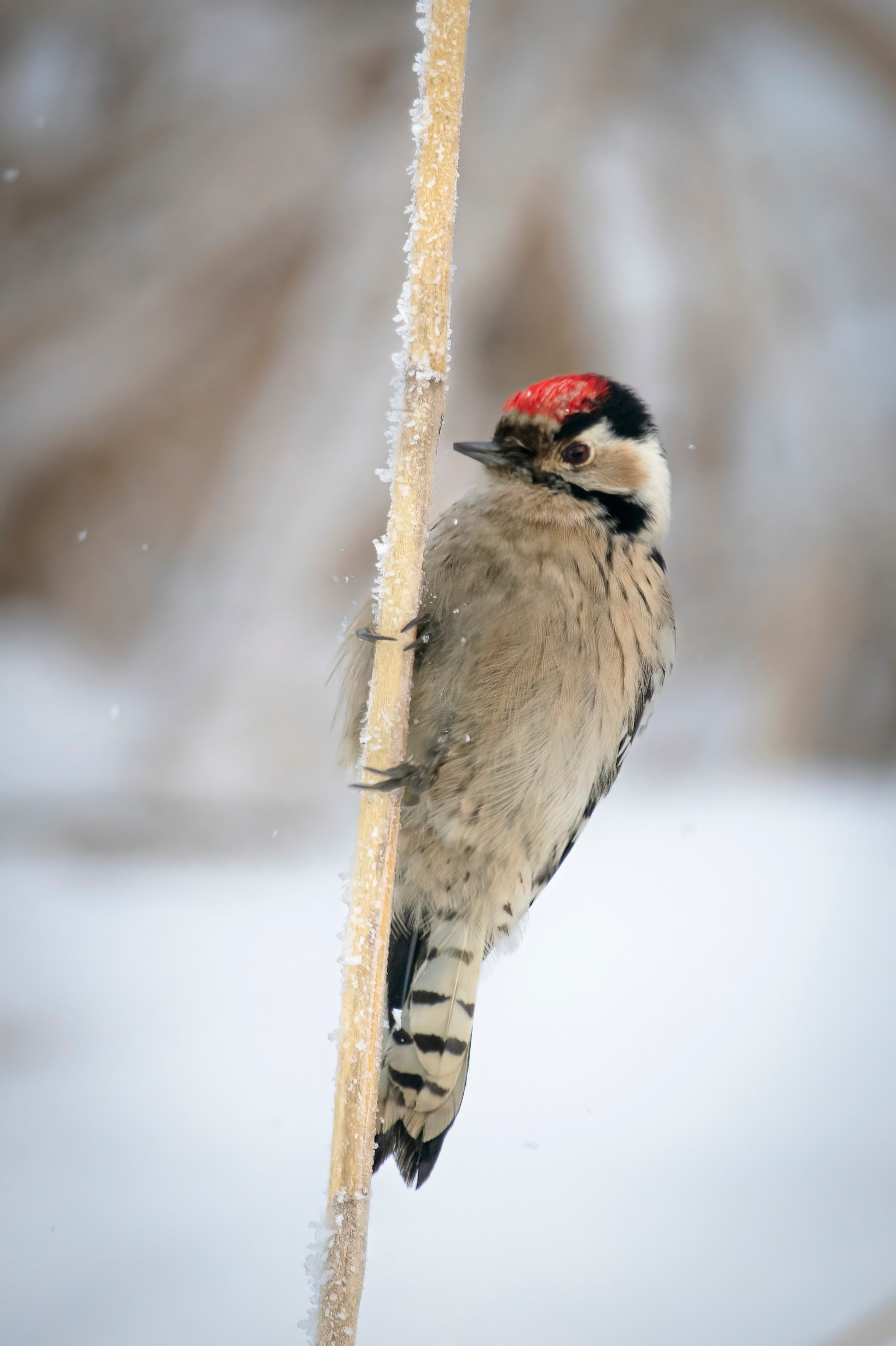 Images of wildlife. Artisistic photographs of Lena Sokolova