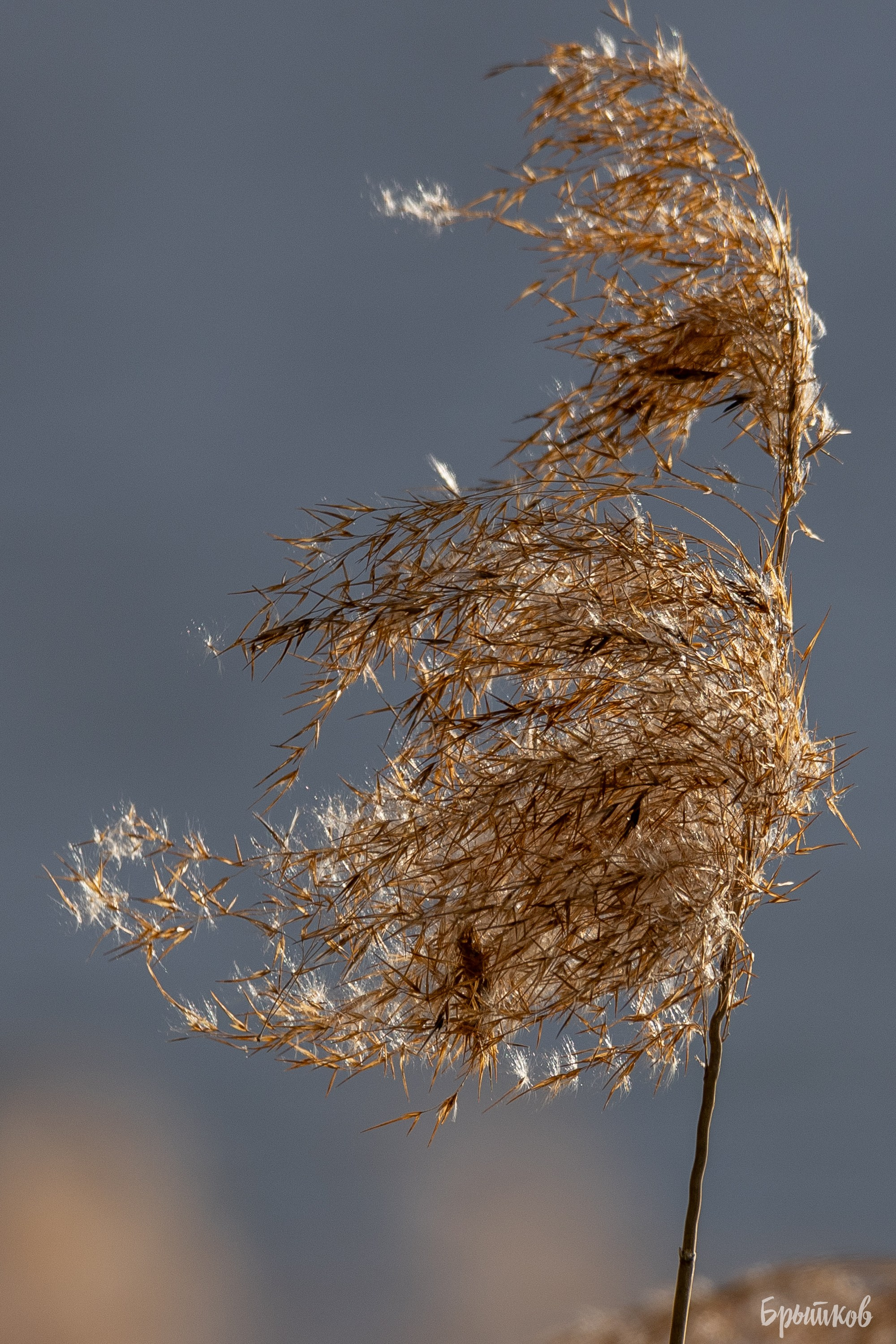 Дом Мосоловых в Дубне: удивительное рядом. Николай Брытков — фотограф в Туле