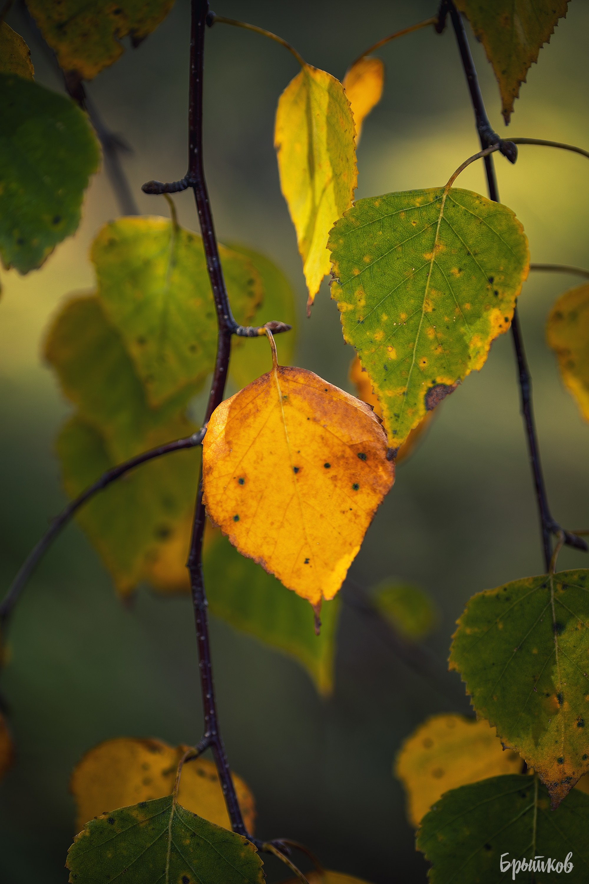 Краски осени. Макро. Николай Брытков — фотограф в Туле