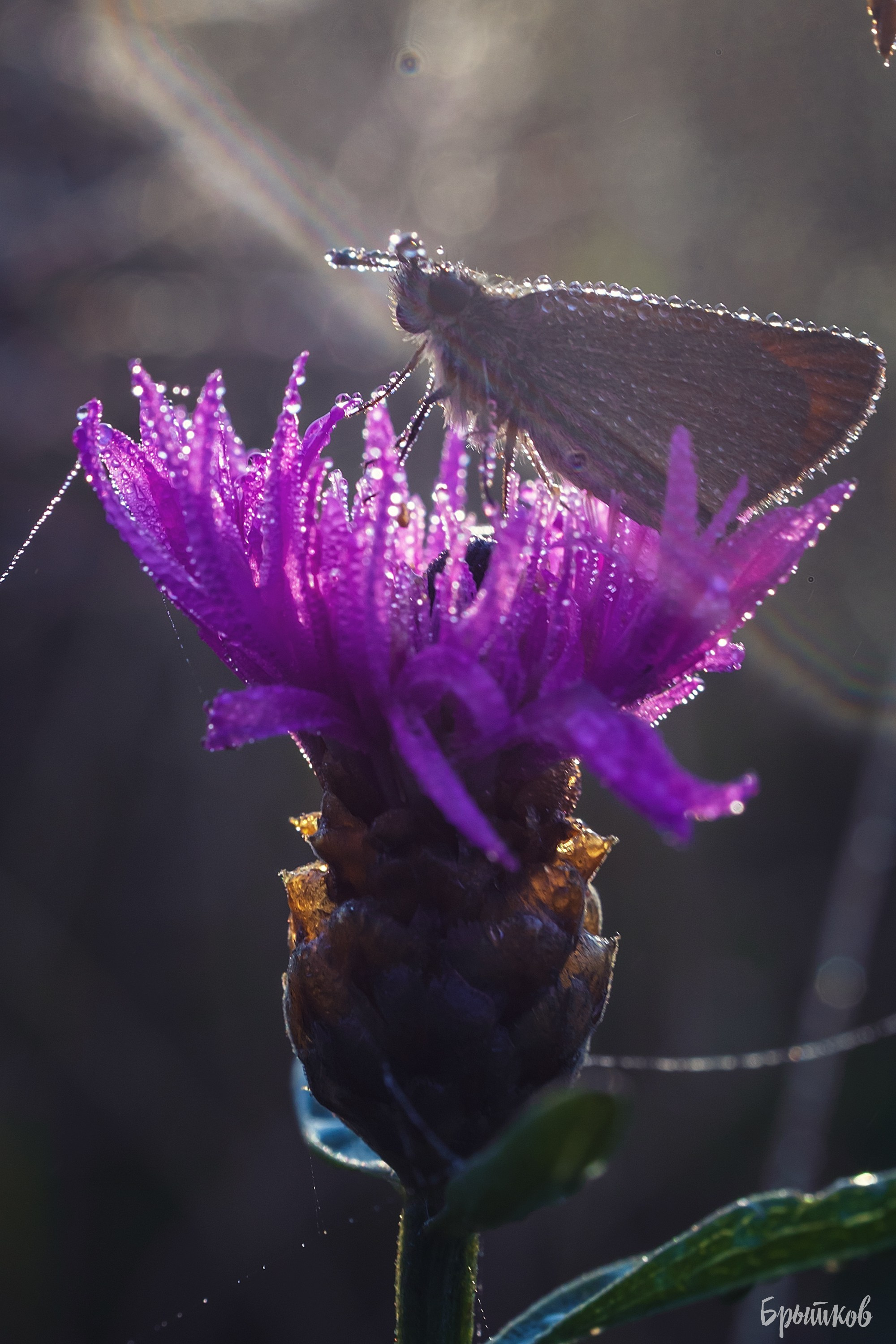 Краски осени. Макро. Николай Брытков — фотограф в Туле