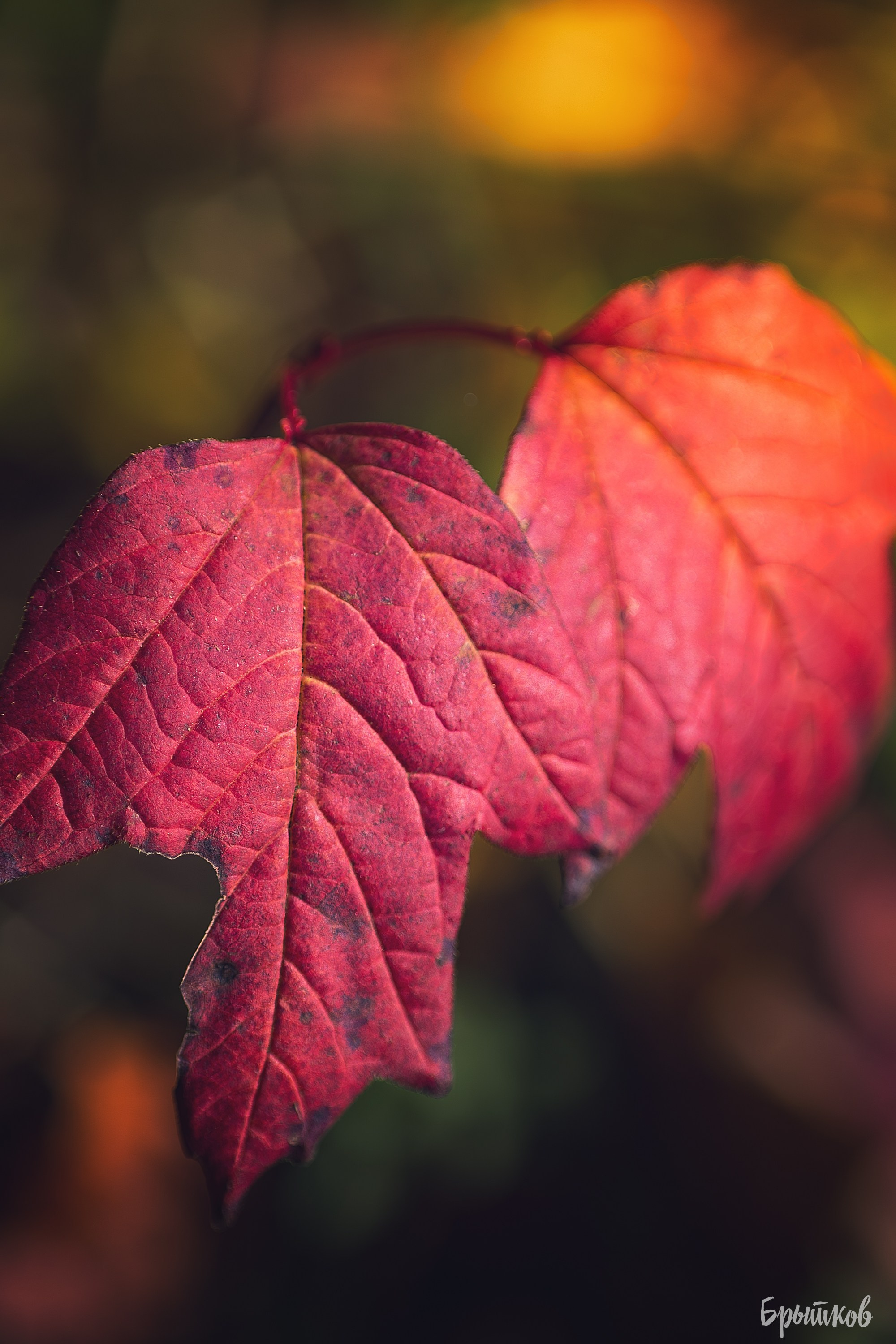 Краски осени. Макро. Николай Брытков — фотограф в Туле