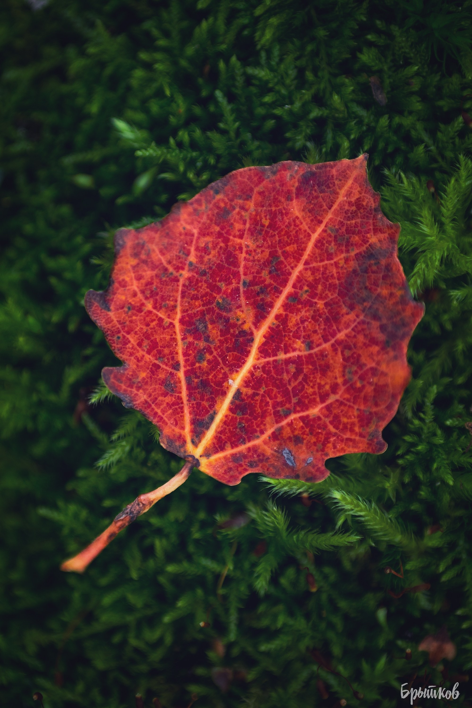 Краски осени. Макро. Николай Брытков — фотограф в Туле