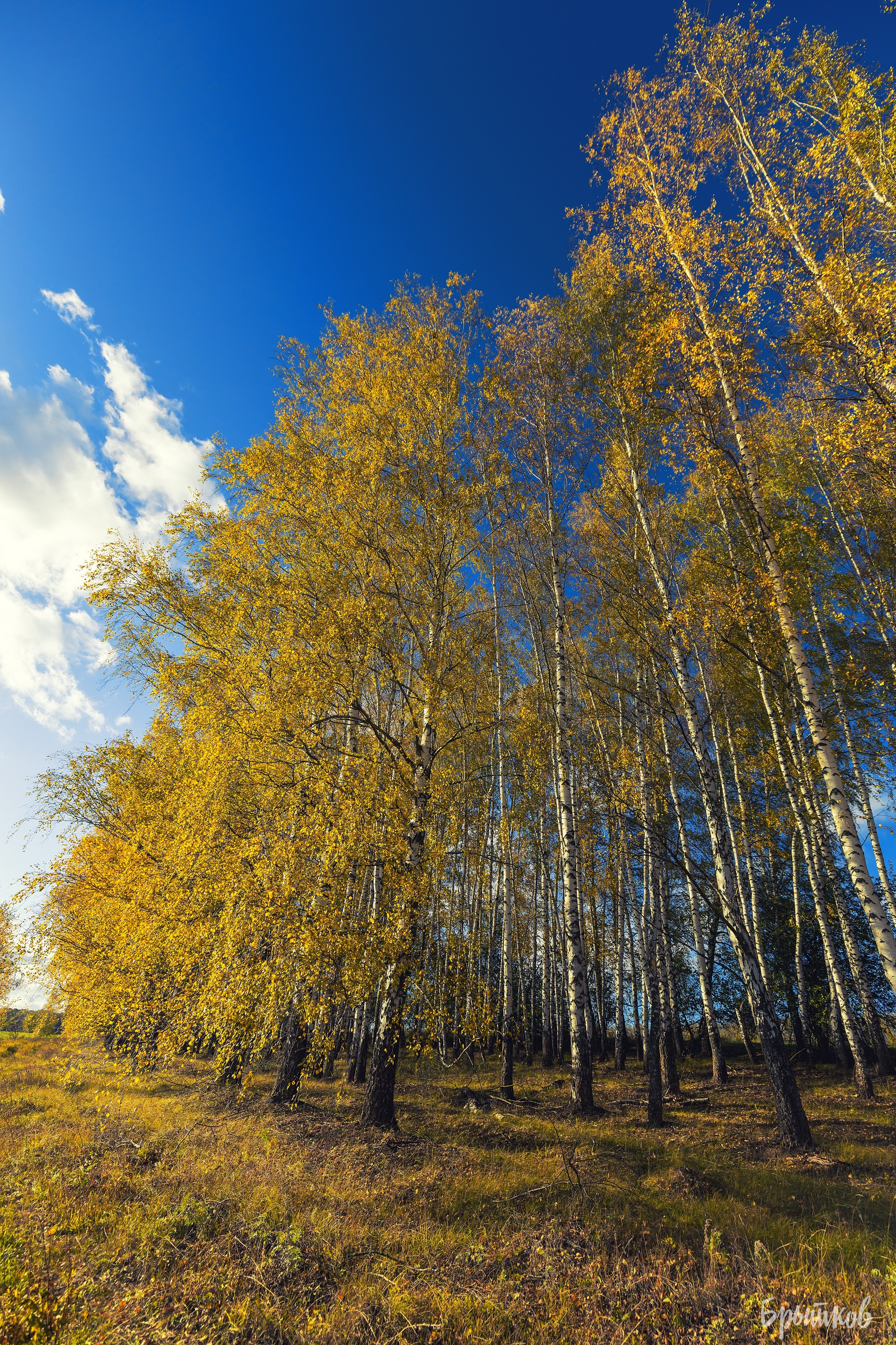 Желто-зеленые осенние поля. Николай Брытков — фотограф в Туле