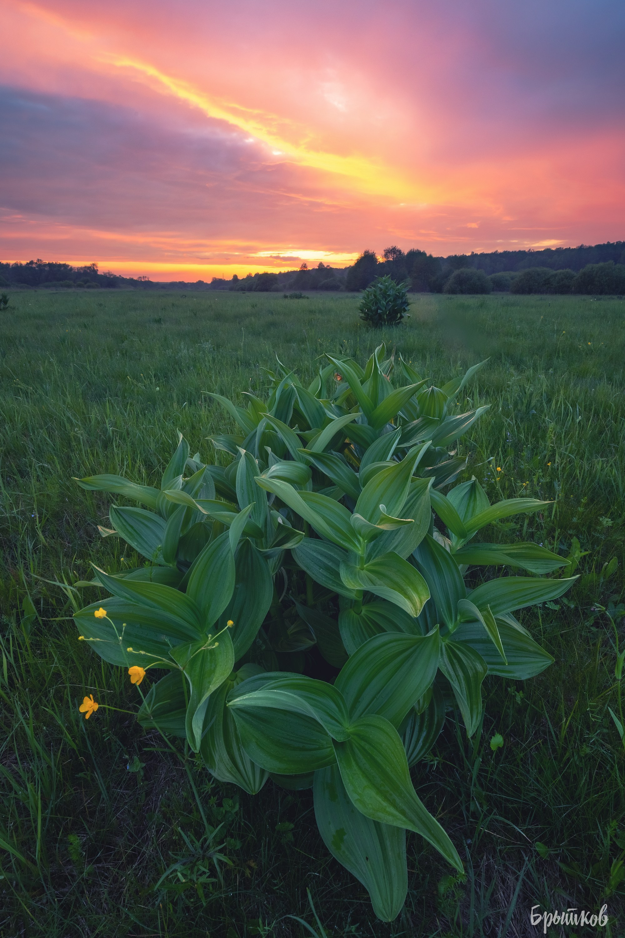 Чемерица Лобеля. Николай Брытков — фотограф в Туле