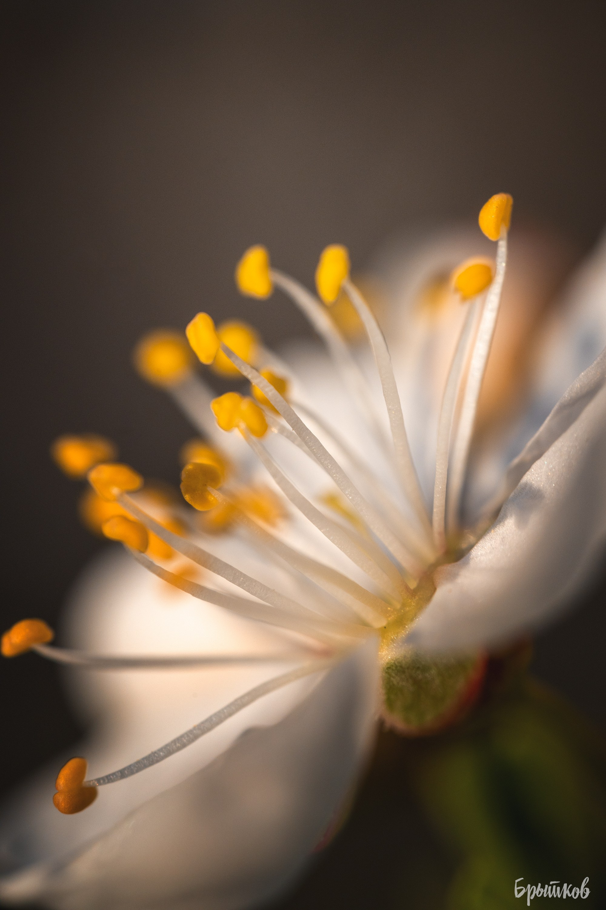 Вишня. Николай Брытков — фотограф в Туле