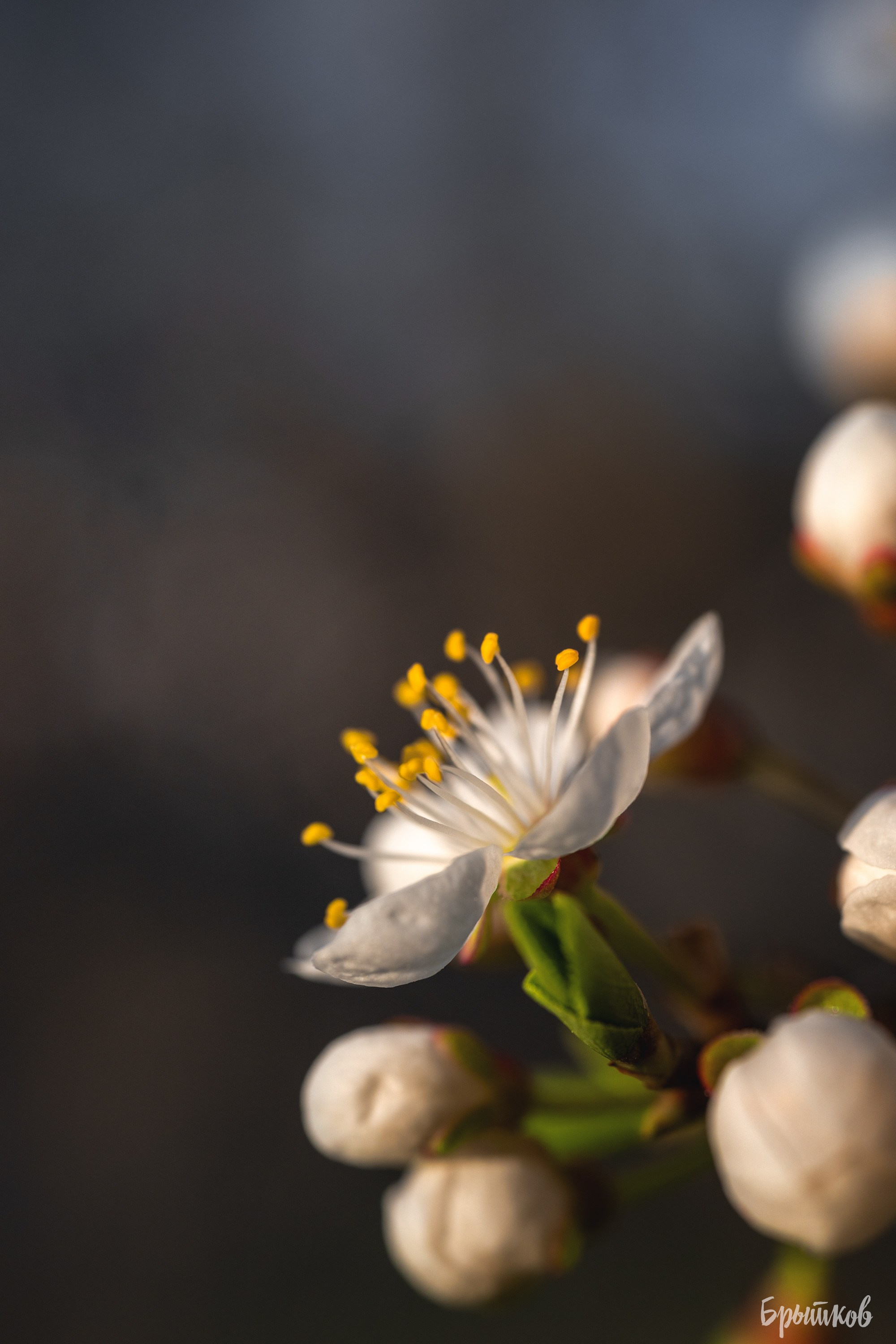 Вишня. Николай Брытков — фотограф в Туле