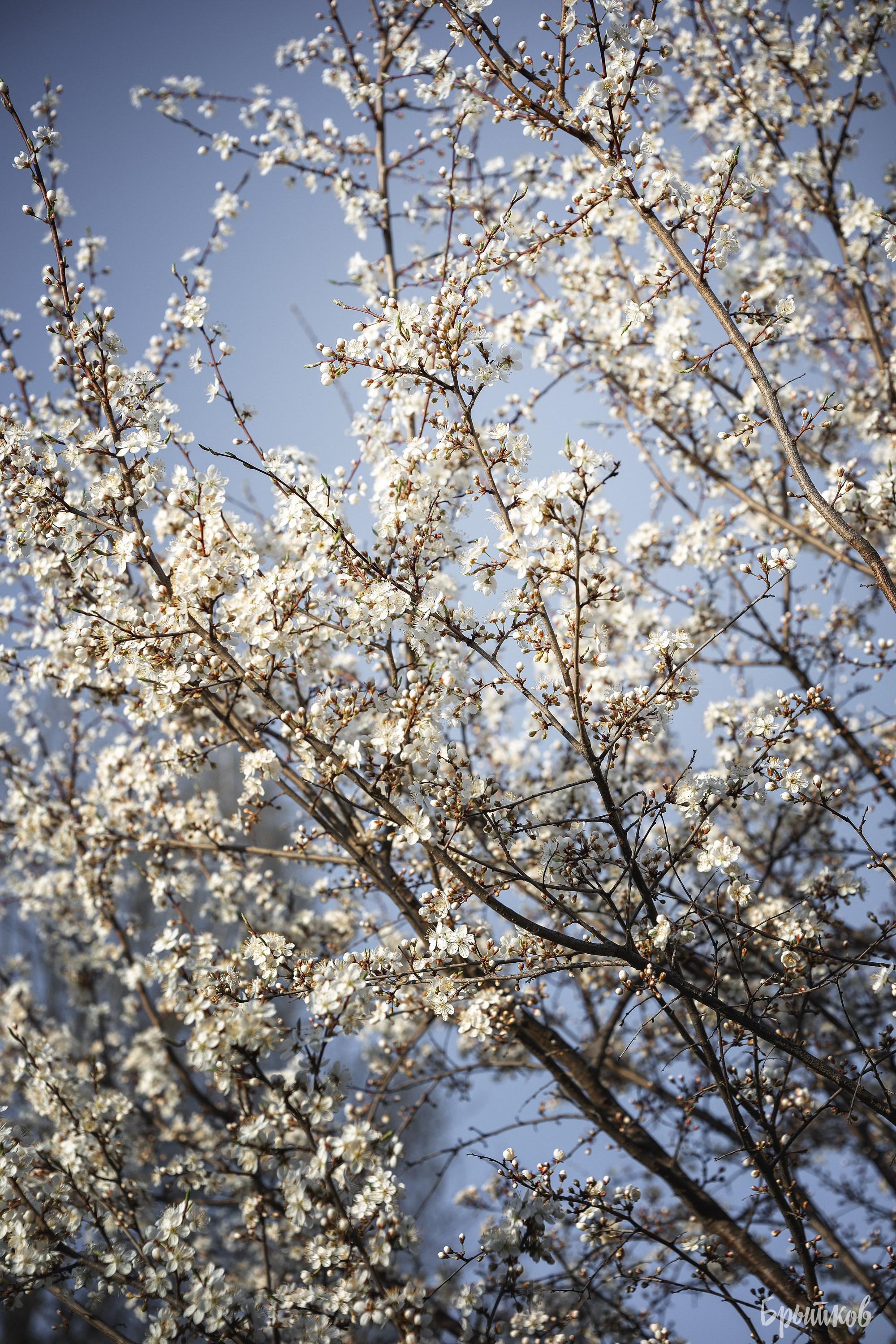 Вишня. Николай Брытков — фотограф в Туле