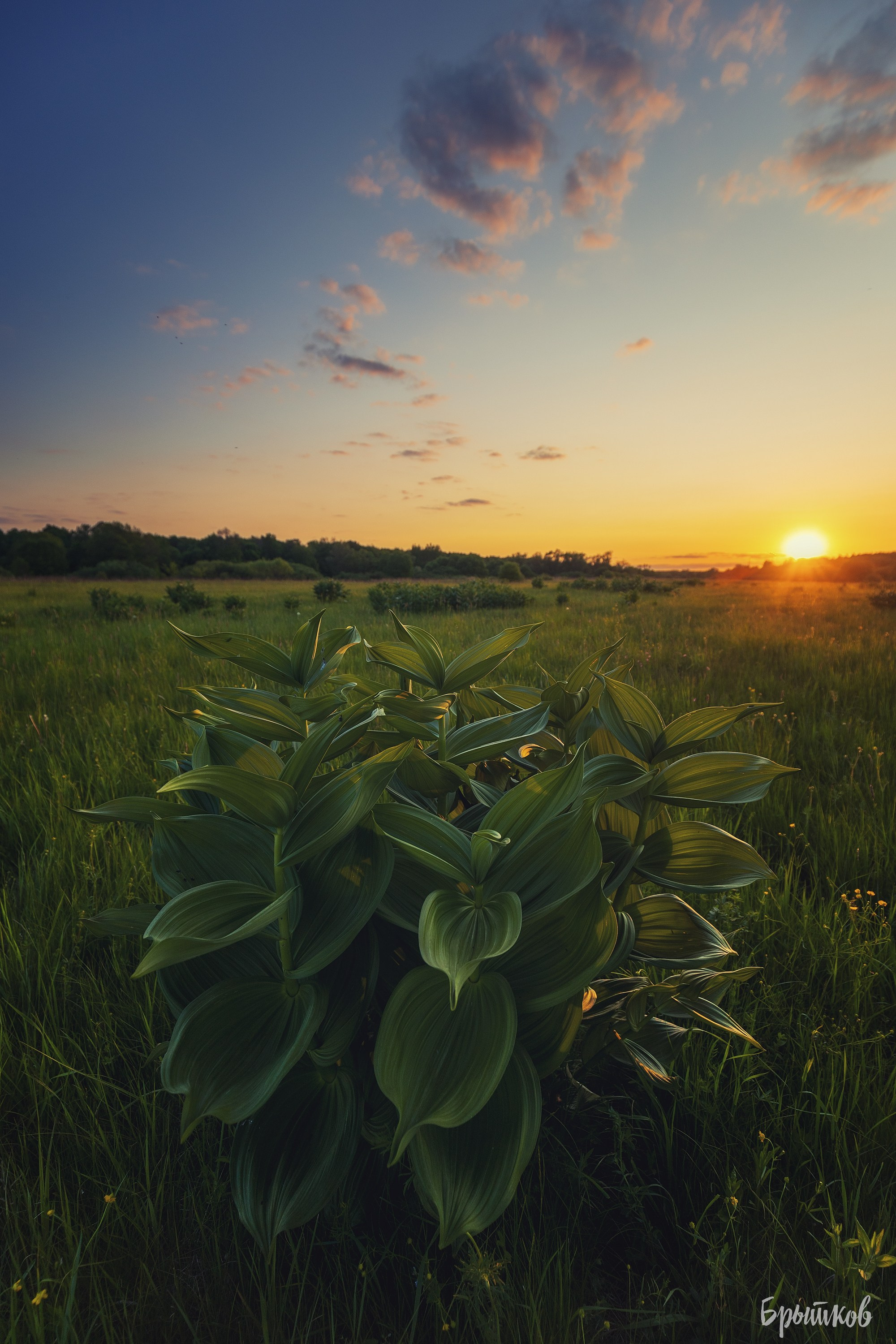 Чемерица Лобеля. Николай Брытков — фотограф в Туле