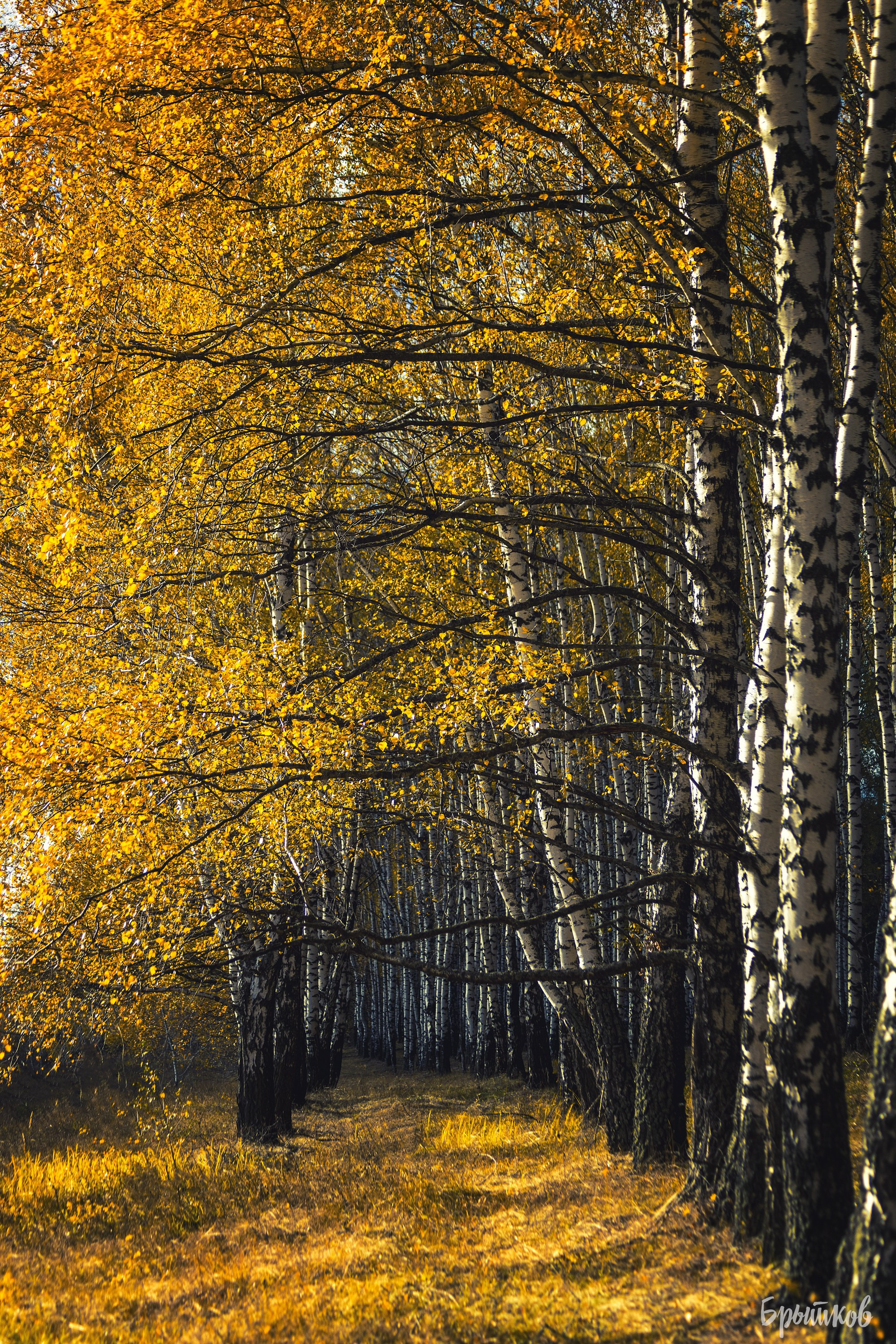 Желто-зеленые осенние поля. Николай Брытков — фотограф в Туле